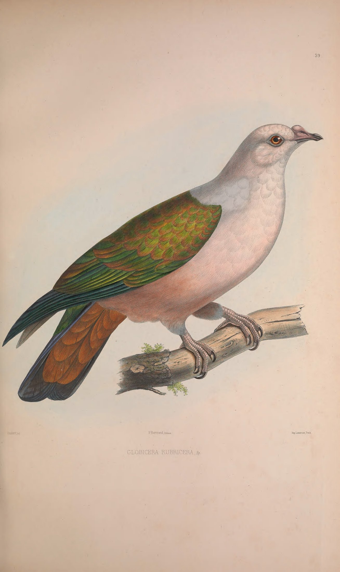 Globicera rubricera, Bp. ex Gray — Charles-Lucien Bonaparte