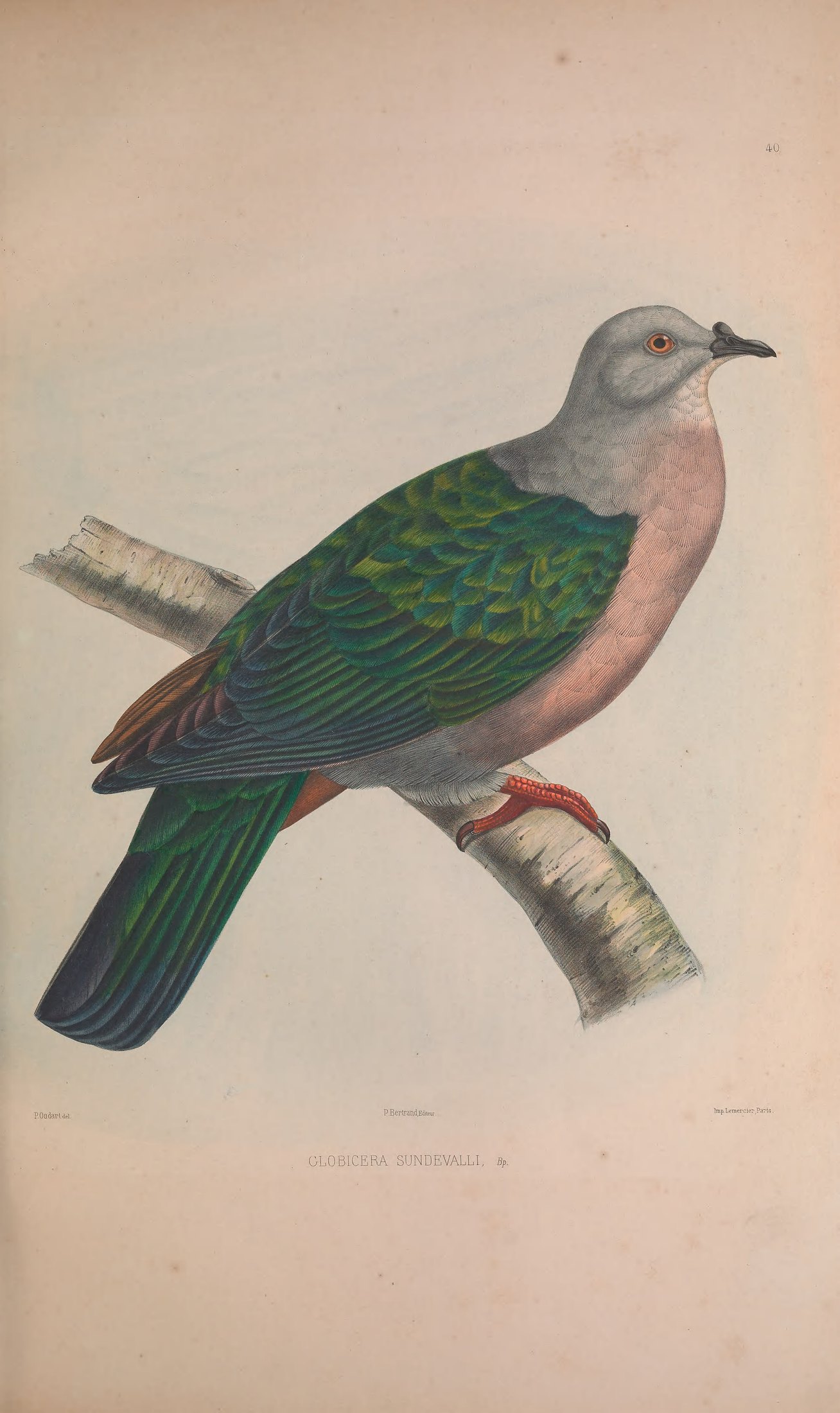 Globicera sundevalli, Bp. — Charles-Lucien Bonaparte