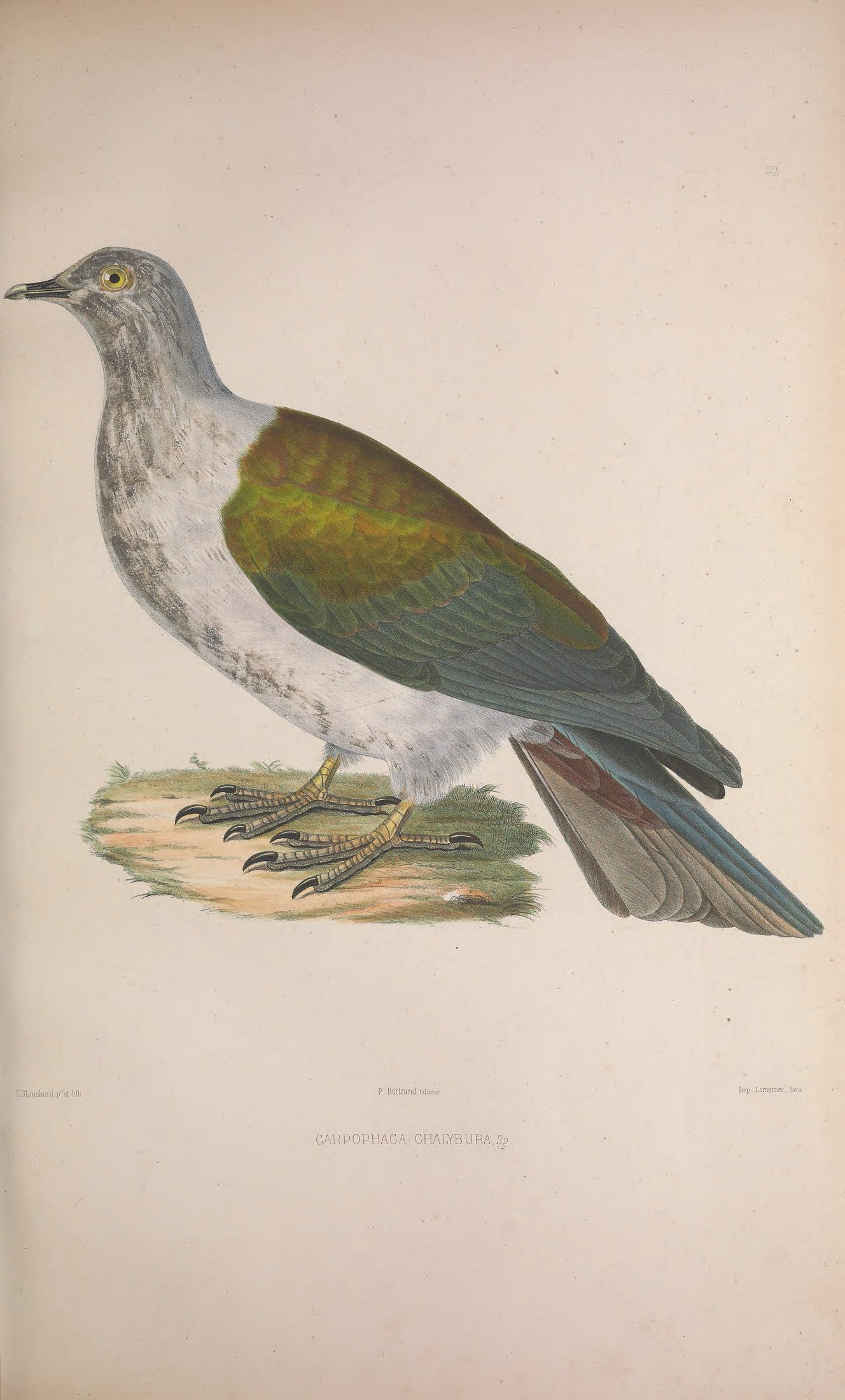 Carpophaga chalybura, Bp. — Charles-Lucien Bonaparte