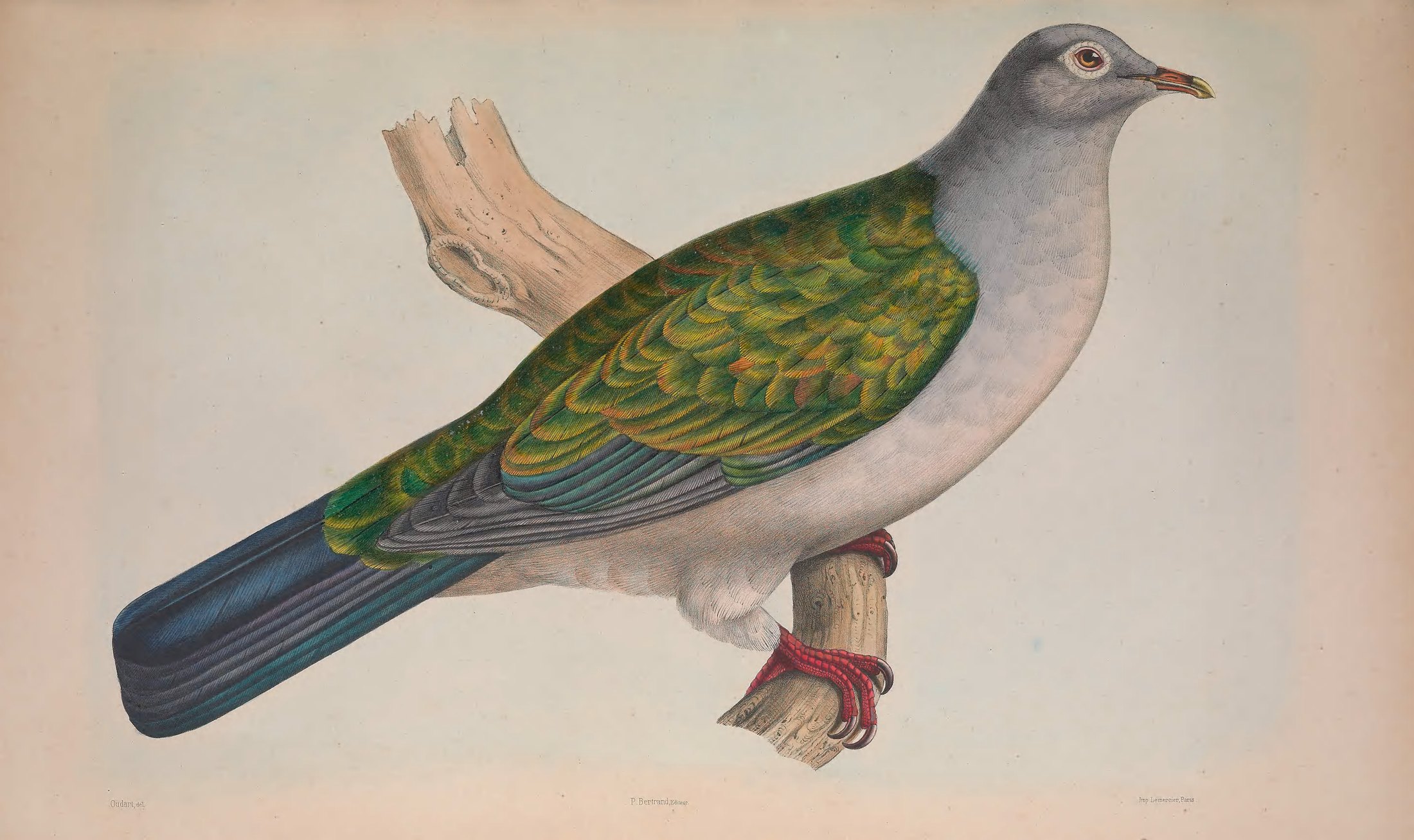 Carpophaga perspicillata, Bp. ex Temm. — Charles-Lucien Bonaparte