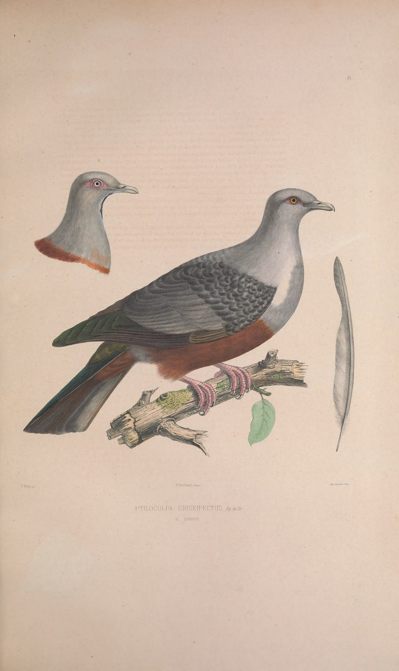 Ptilocolpa griseipectus, Bp. ex Gray — Charles-Lucien Bonaparte