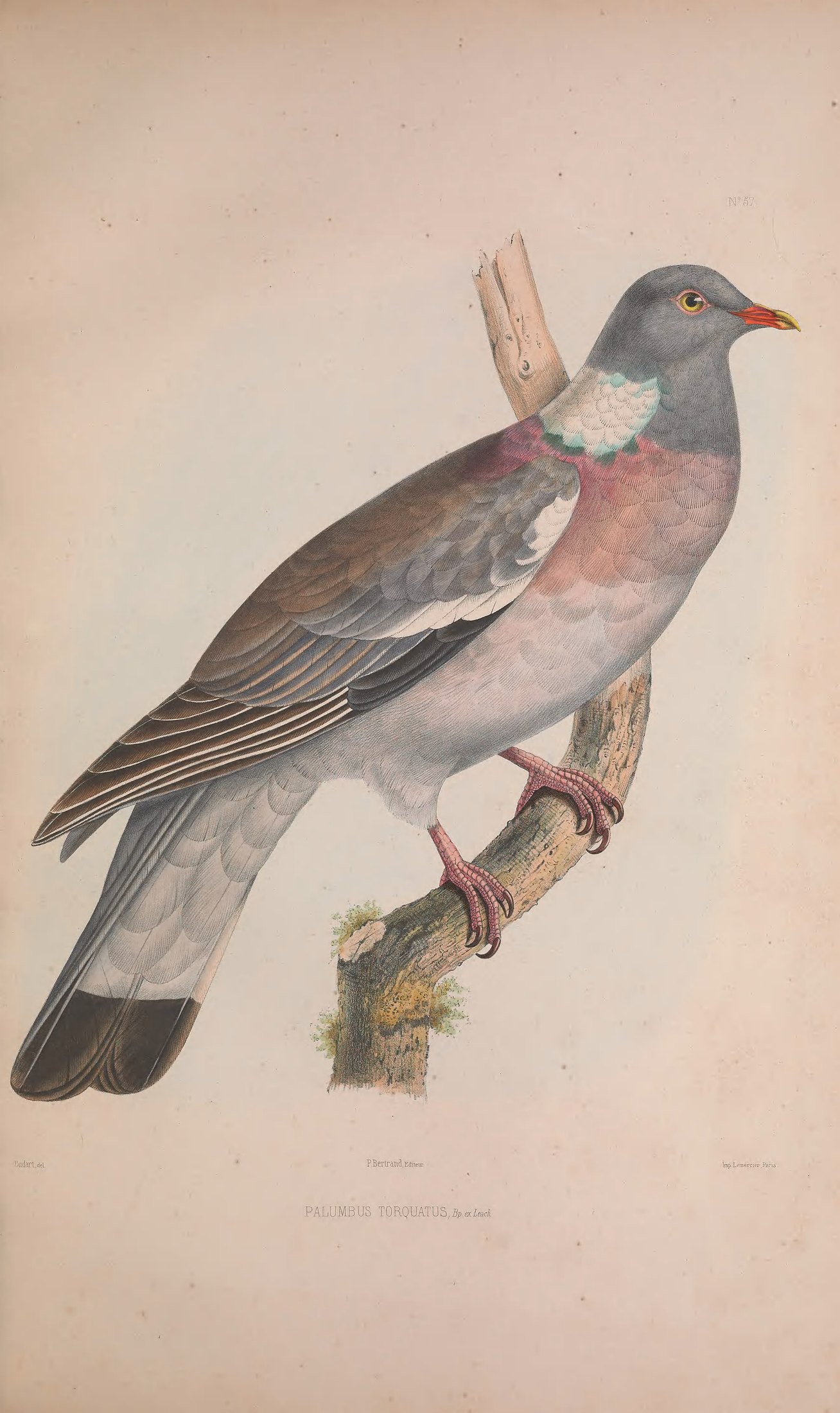 Palumbus torquatus, Bp. ex Leach — Charles-Lucien Bonaparte
