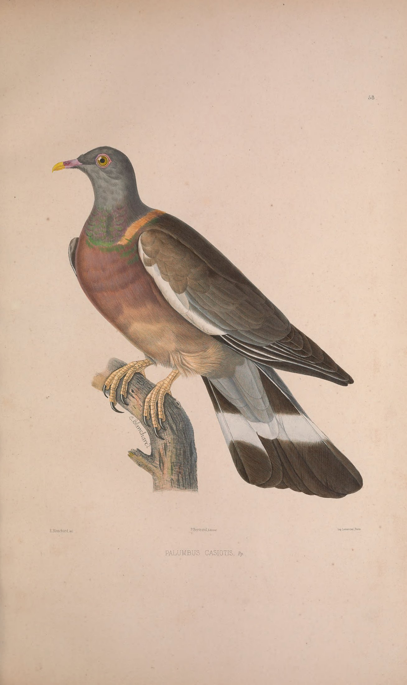 Palumbus casiotis, Bp. — Charles-Lucien Bonaparte