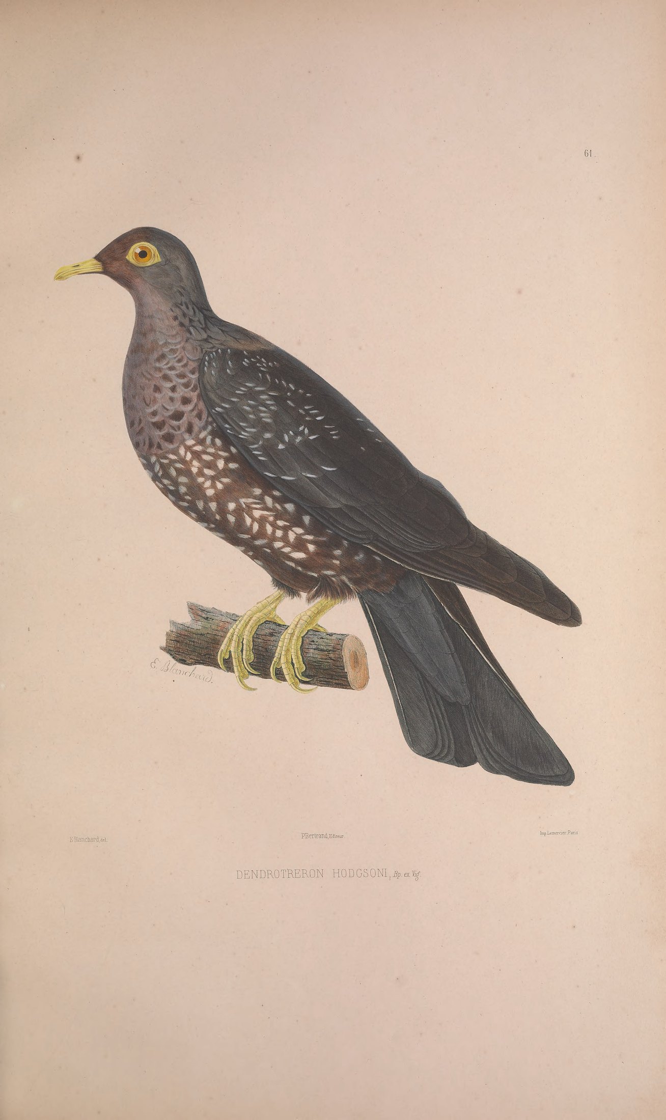 Dendrotreron hodgsoni, Bp. ex Vigors — Charles-Lucien Bonaparte
