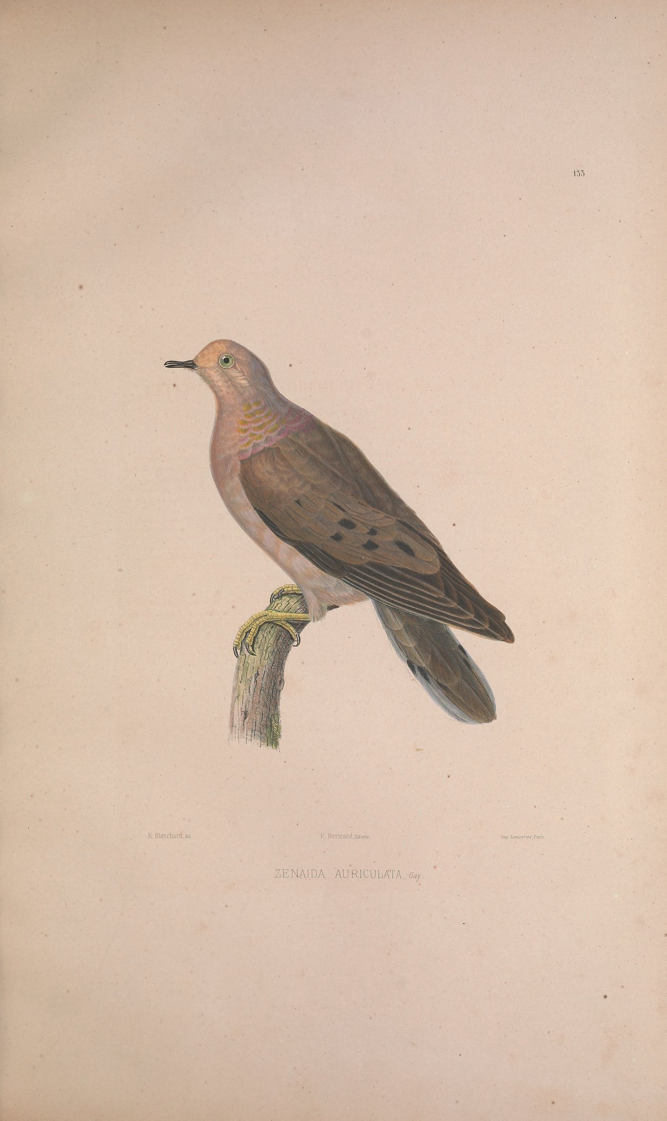 Zenaida auriculata, Gray — Charles-Lucien Bonaparte