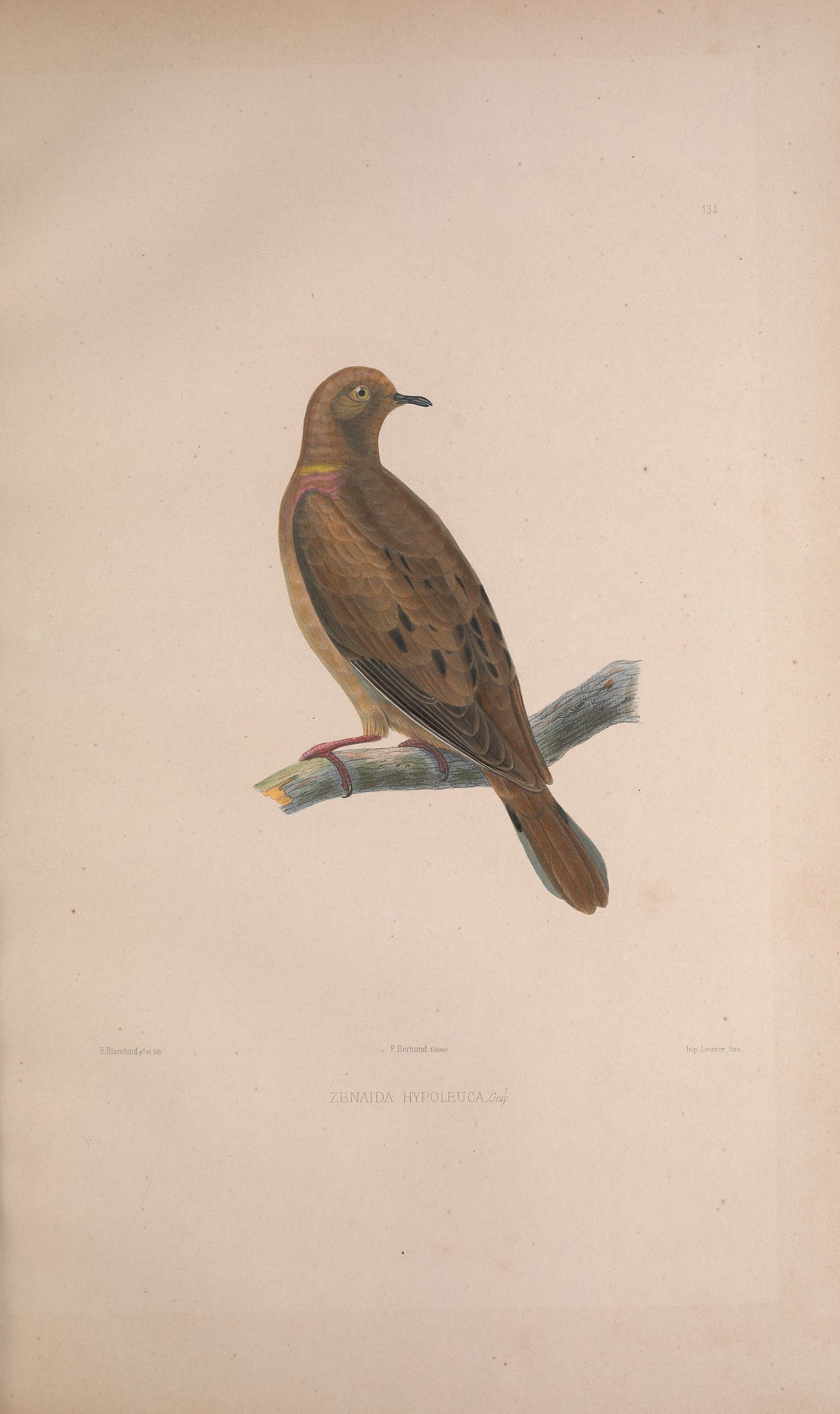 Zenaida hypoleuca, Gray — Charles-Lucien Bonaparte
