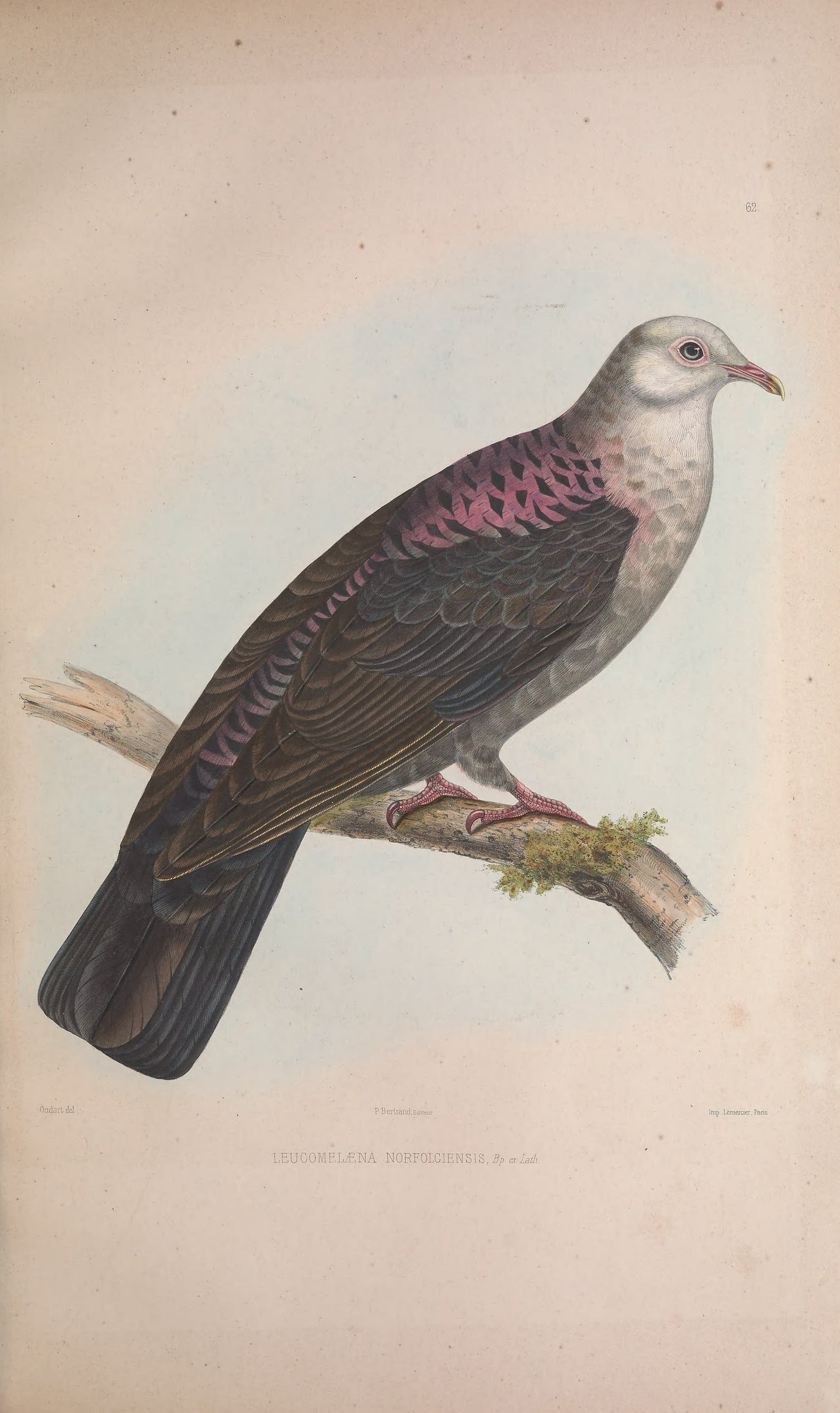 Leucomelaena norfolciensis, Bp. ex Lath. — Charles-Lucien Bonaparte