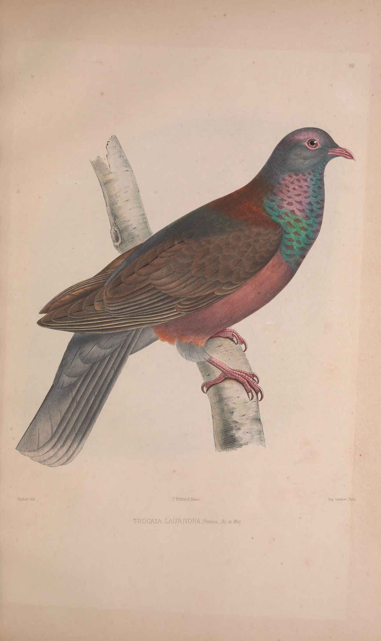 Trocaza laurivora, Bp. ex Moq. — Charles-Lucien Bonaparte