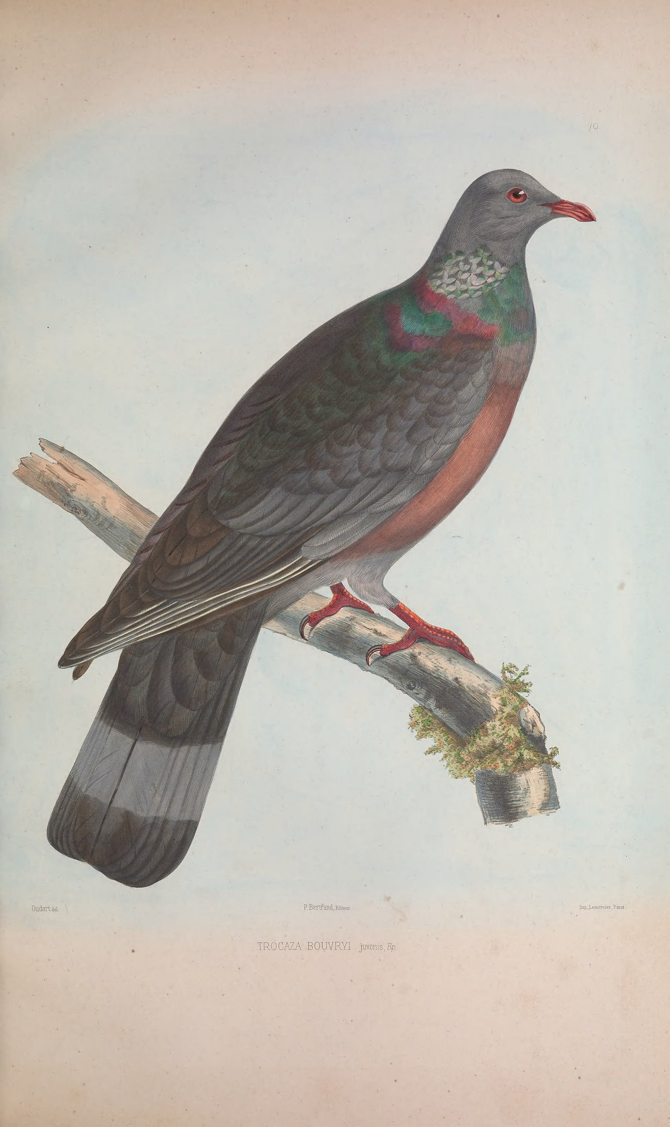 Trocaza bouvryi, Bp. — Charles-Lucien Bonaparte