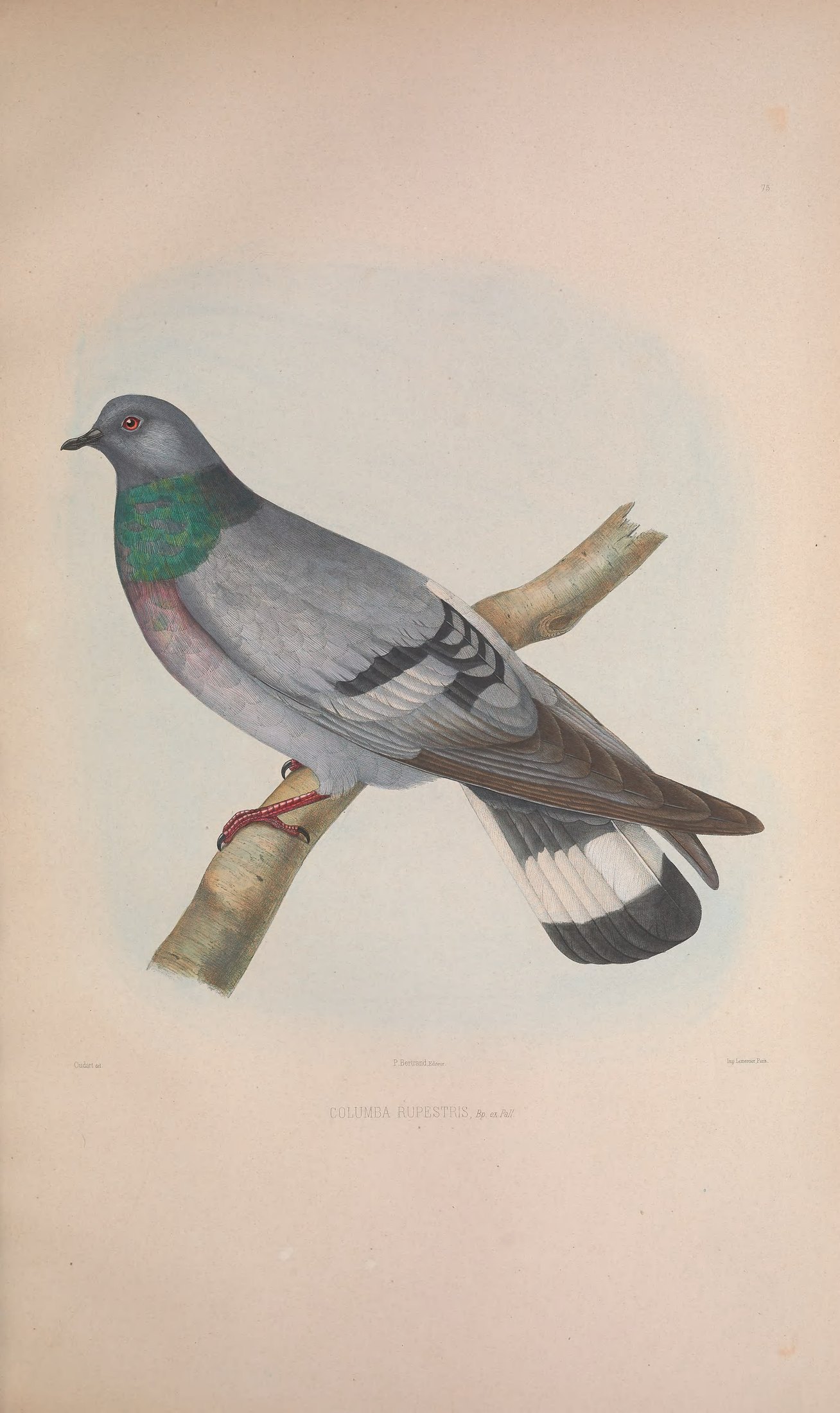 Columba rupestris, Bp. ex Pall. — Charles-Lucien Bonaparte