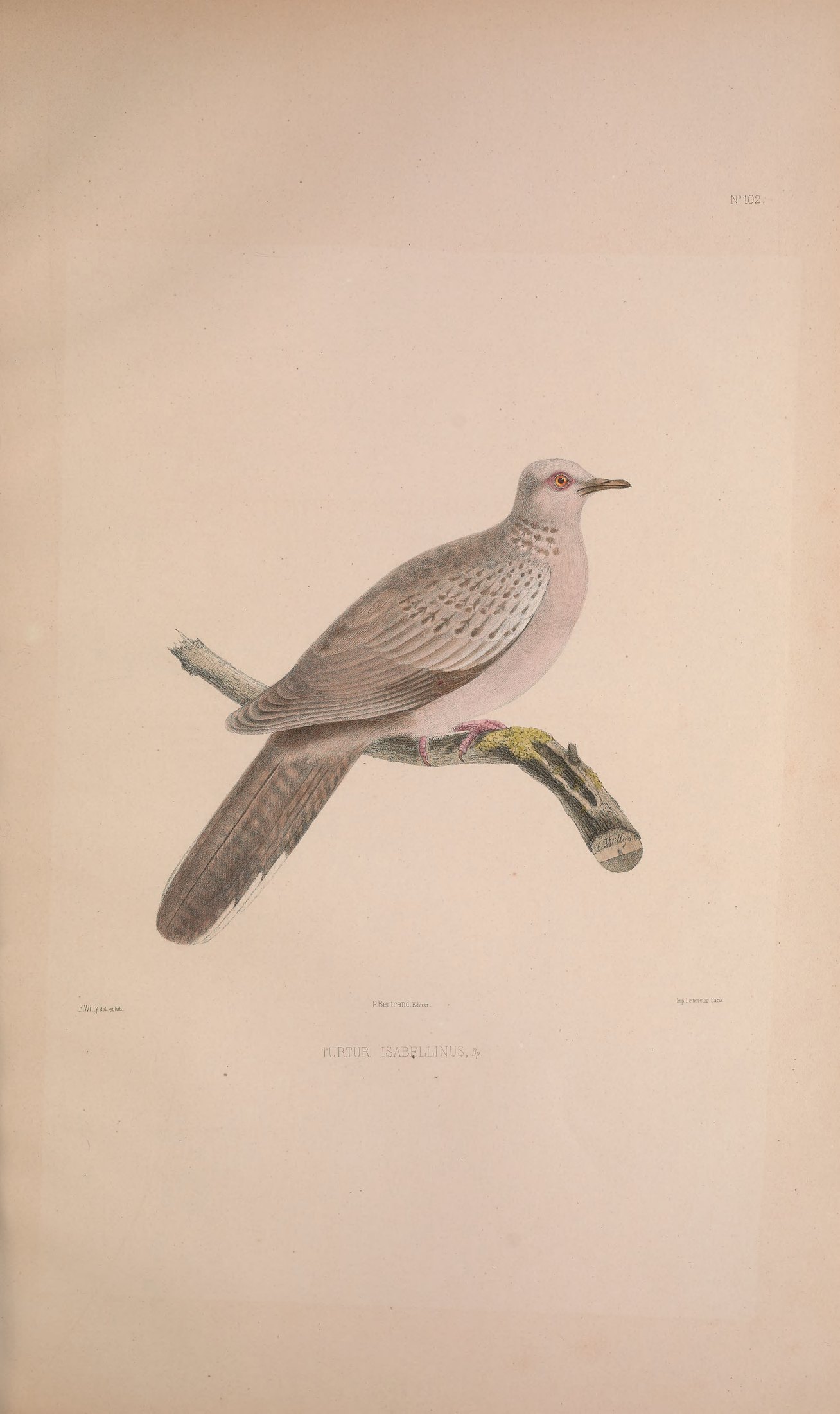 Turtur isabellinus, Bp. — Charles-Lucien Bonaparte