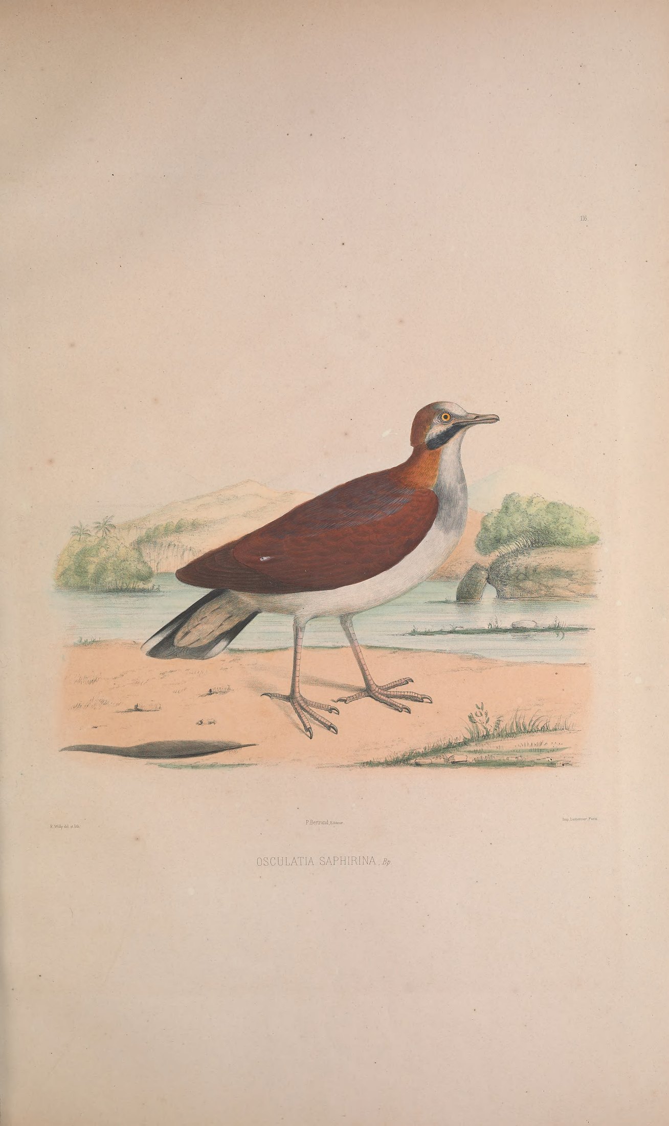 Osculatia saphirina, Bp. — Charles-Lucien Bonaparte