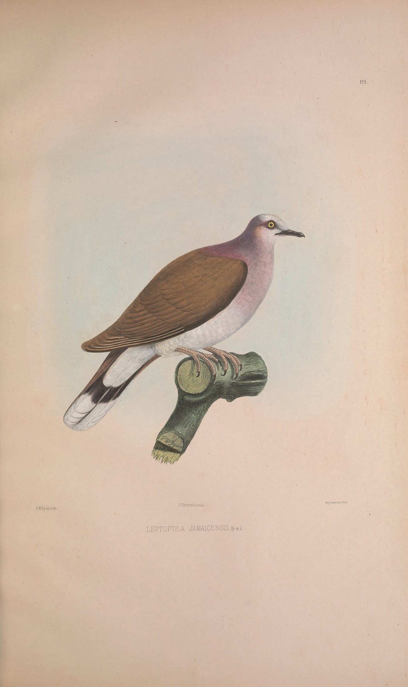 Leptoptila jamaicensis, Bp. ex Linn. — Charles-Lucien Bonaparte