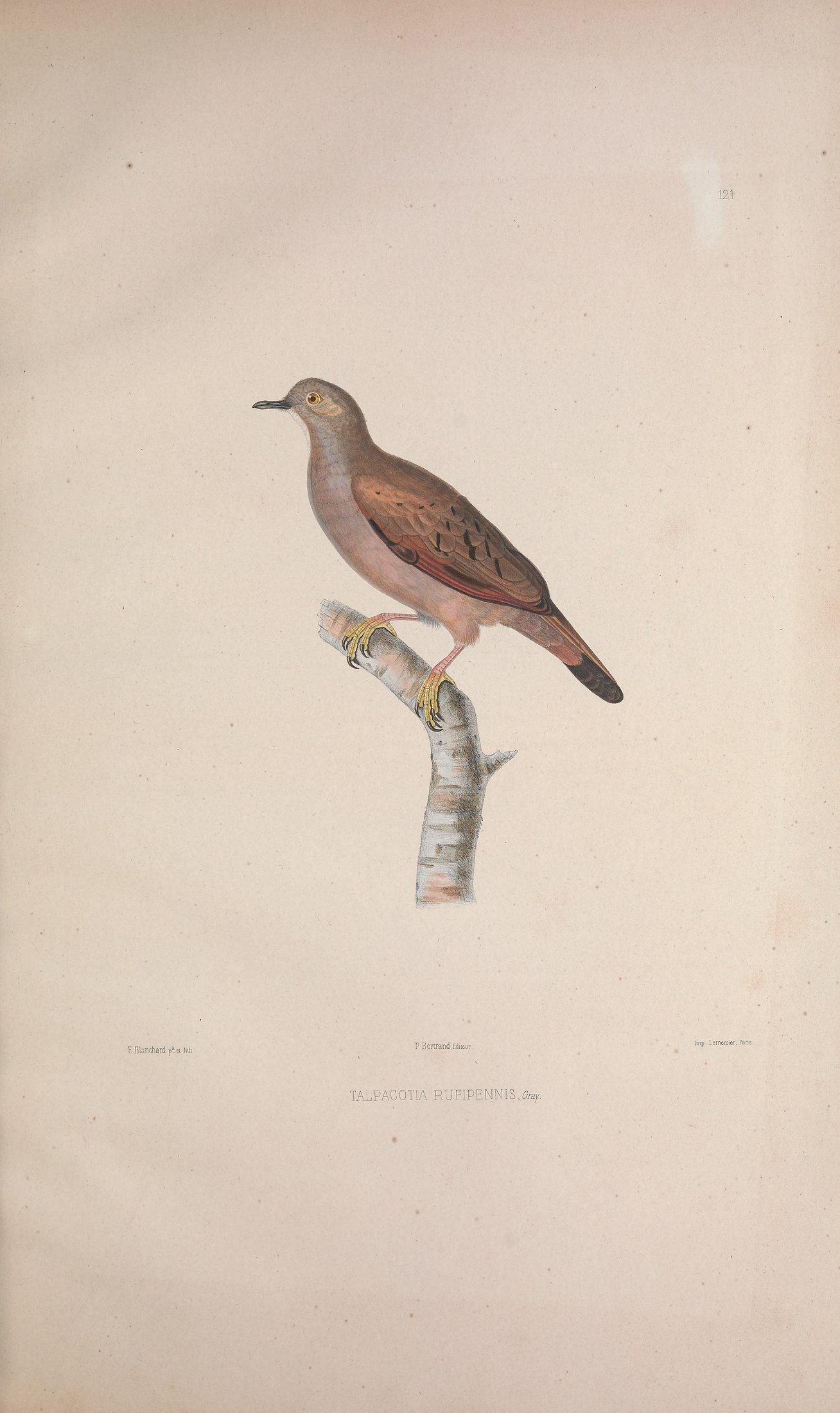 Talpacotia rufipennis, Gray — Charles-Lucien Bonaparte