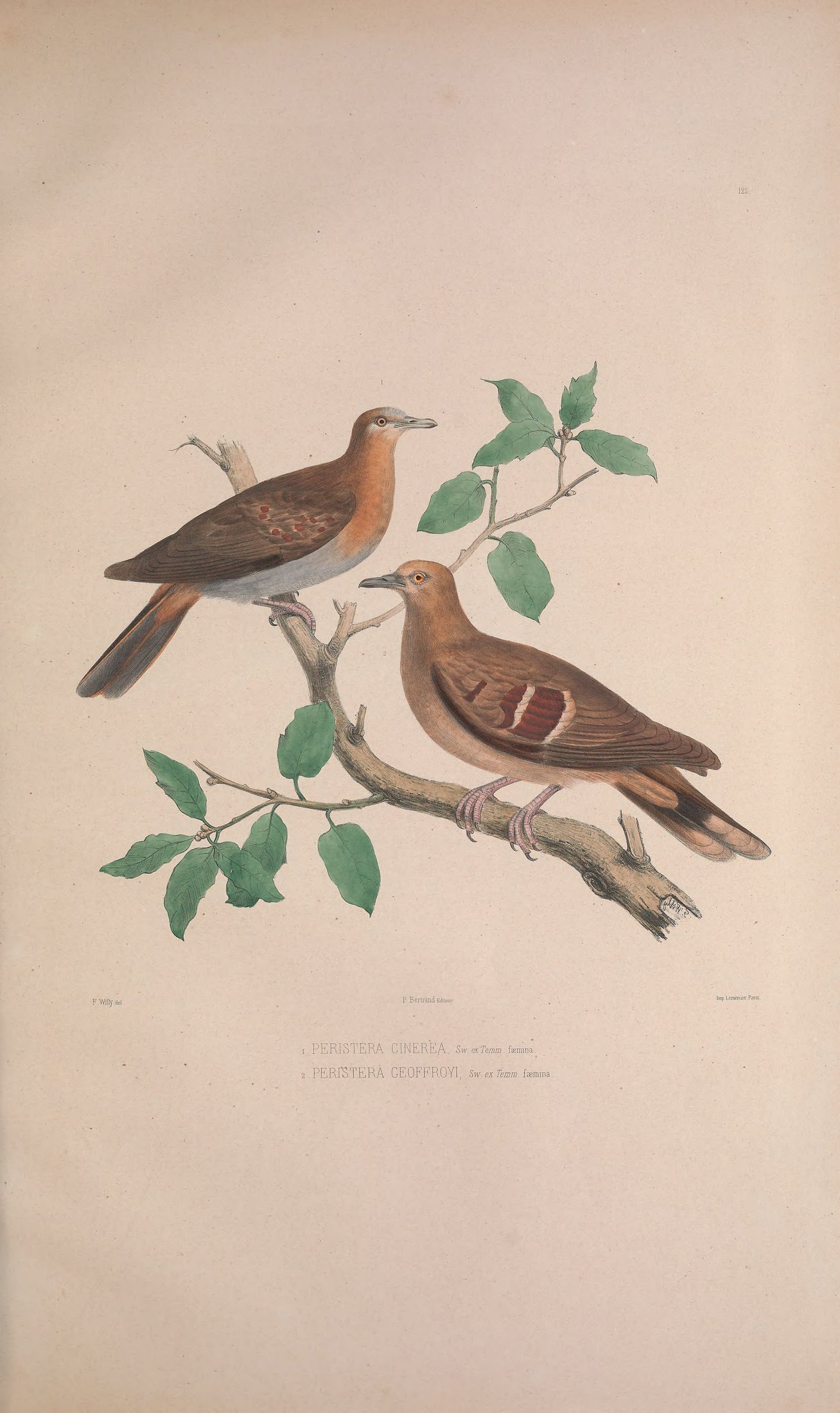 Peristera cinerea, Sw. ex Temm., and Peristera geoffroyi, Sw. ex Temm. — Charles-Lucien Bonaparte