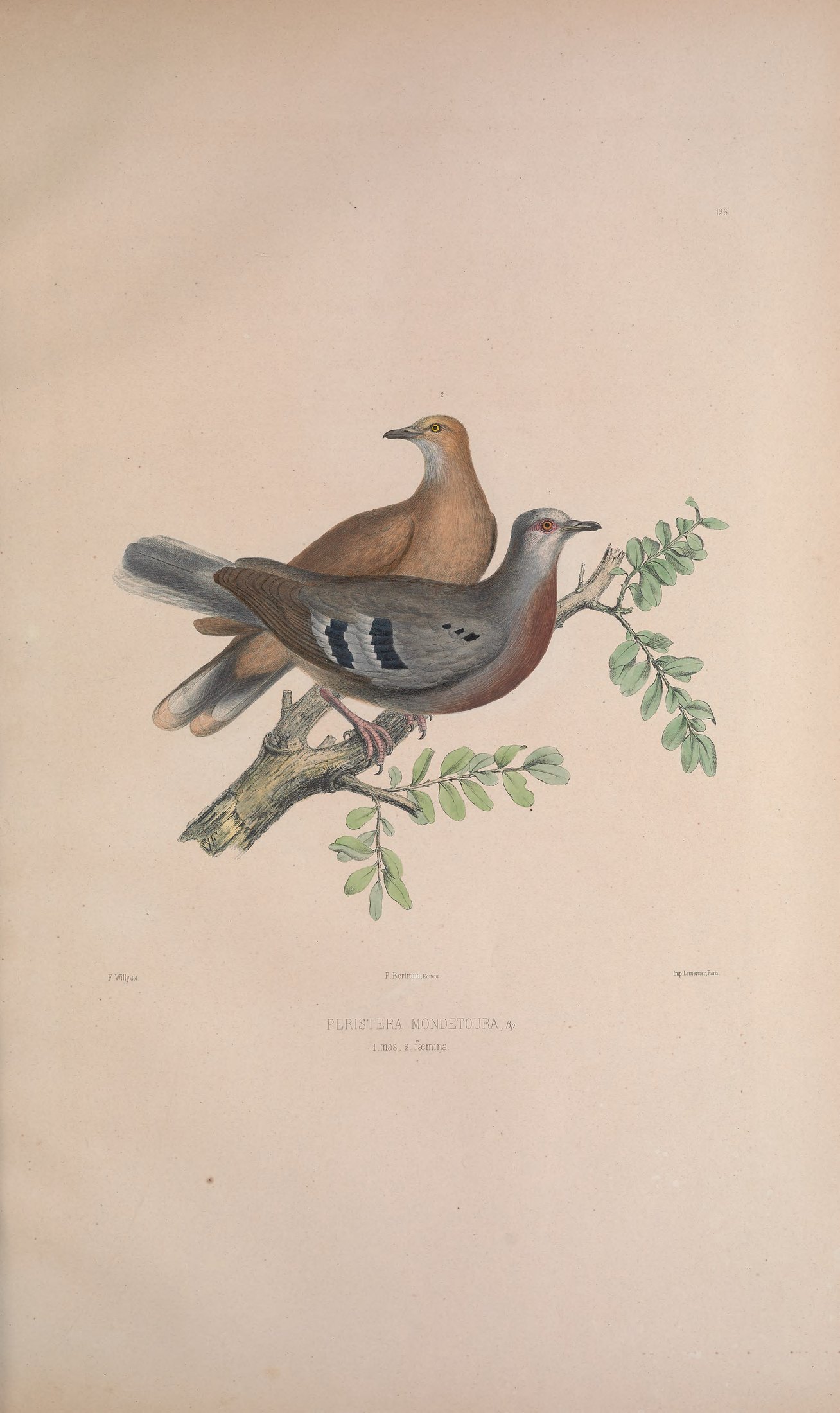 Peristera mondetoura, Bp. — Charles-Lucien Bonaparte