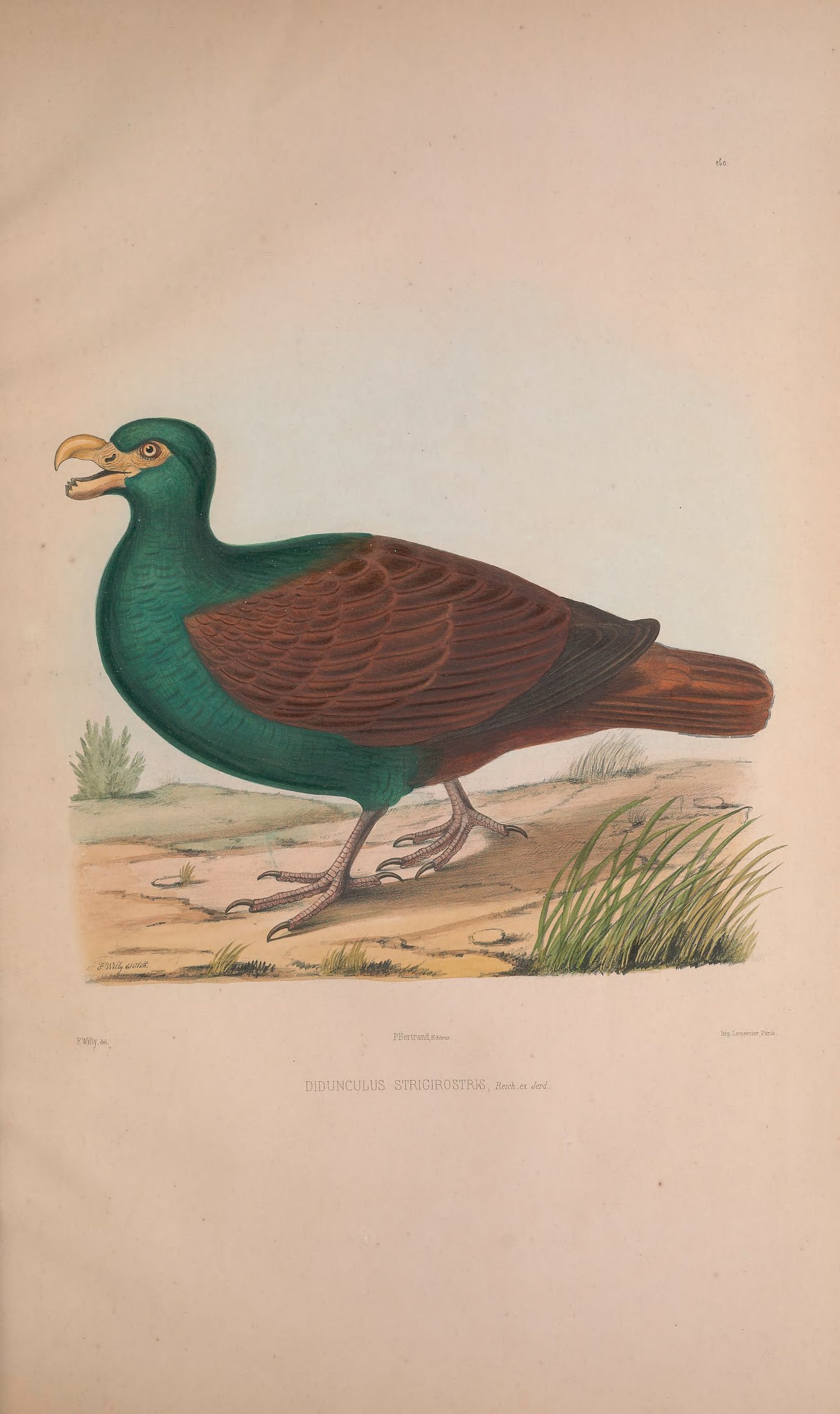 Didunculus strigirostris, Reich. ex Jerd. — Charles-Lucien Bonaparte