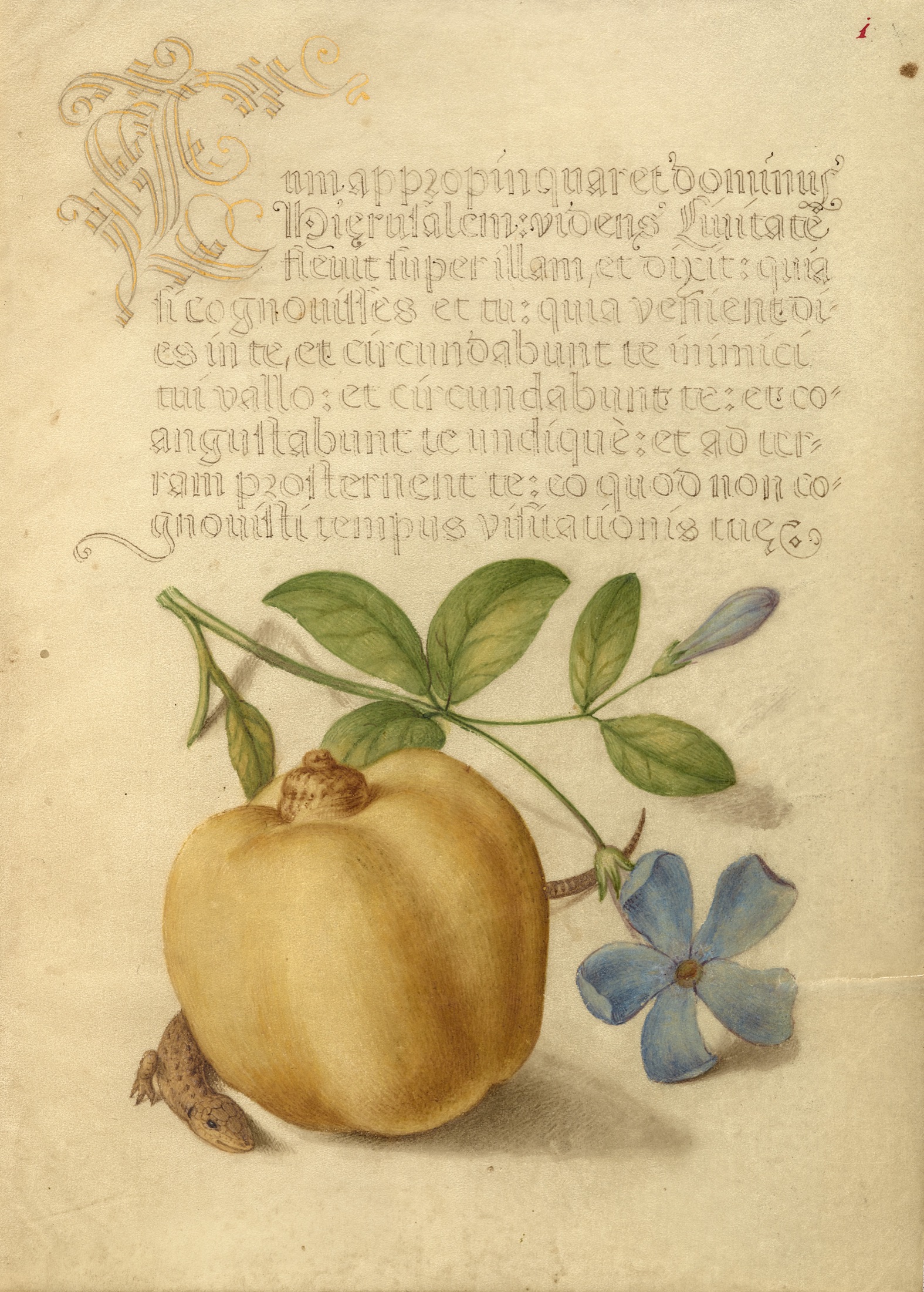 Periwinkle, Apple, and Lizard — Joris Hoefnagel (Illuminator); Georg Bocskay (Scribe)