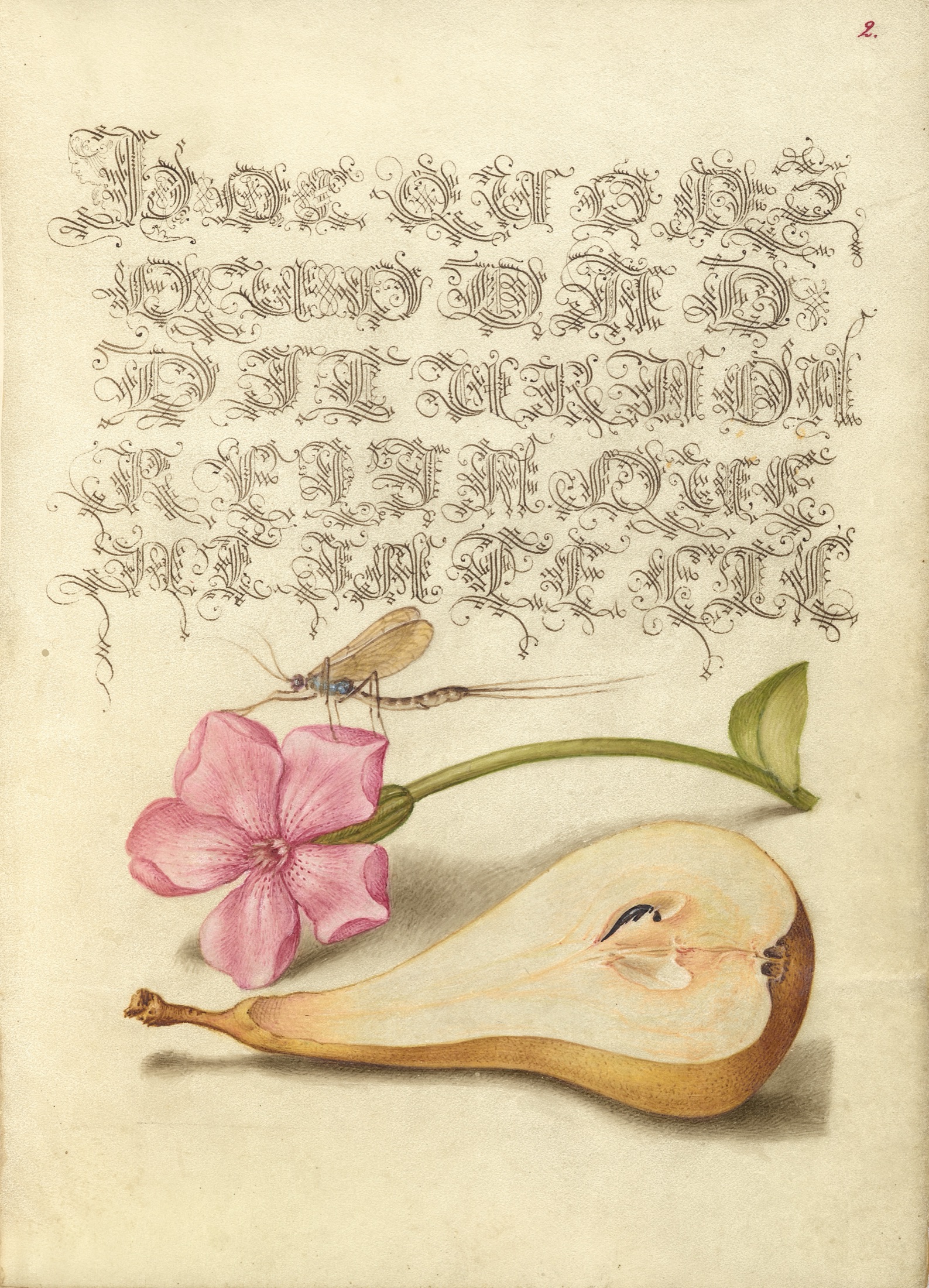 Mayfly, Red Campion, and Pear — Joris Hoefnagel (Illuminator); Georg Bocskay (Scribe)