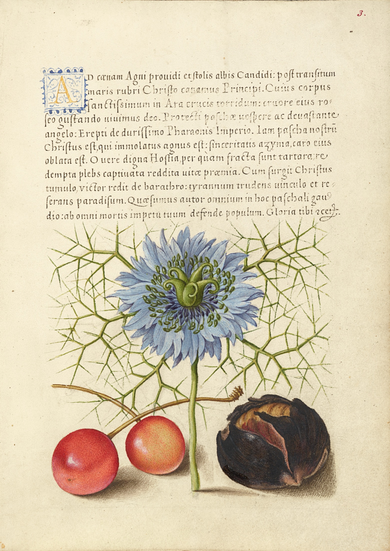 Love-in-a-Mist, Sweet Cherry, and Spanish Chestnut — Joris Hoefnagel (Illuminator); Georg Bocskay (Scribe)
