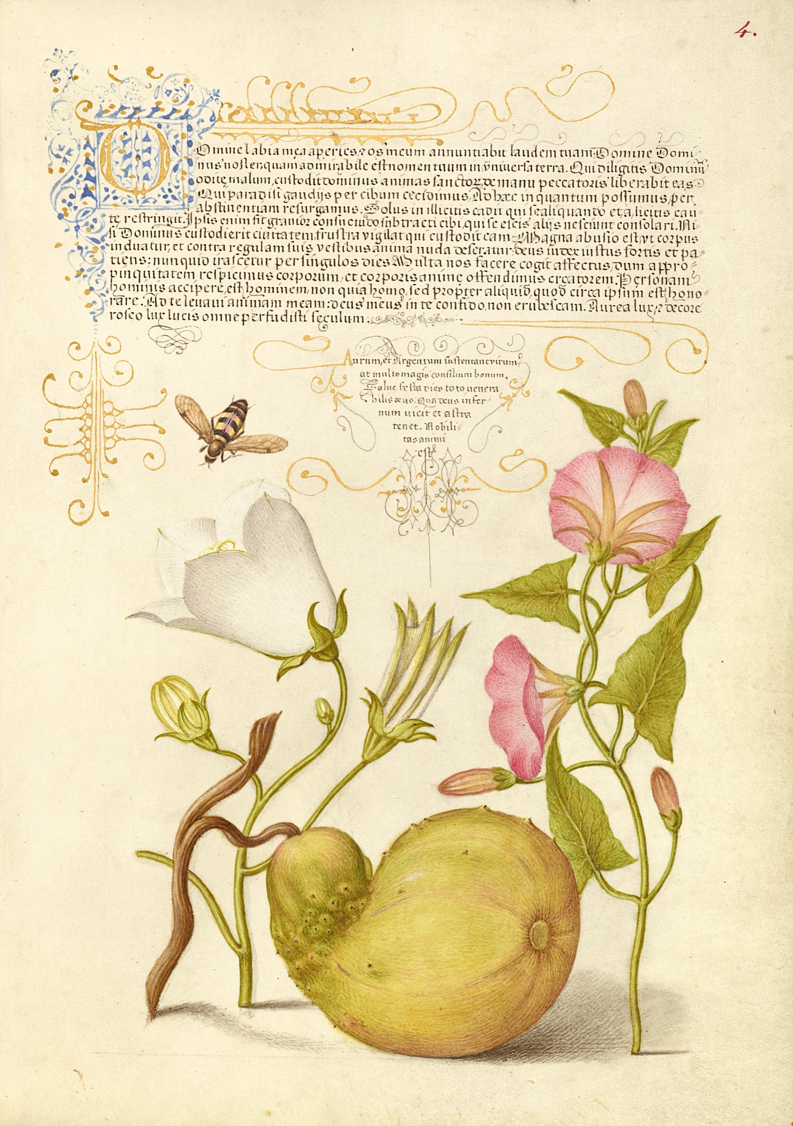 Fly or Blister Beetle, Willow Bellflower, Gourd, and Bindweed — Joris Hoefnagel (Illuminator); Georg Bocskay (Scribe)