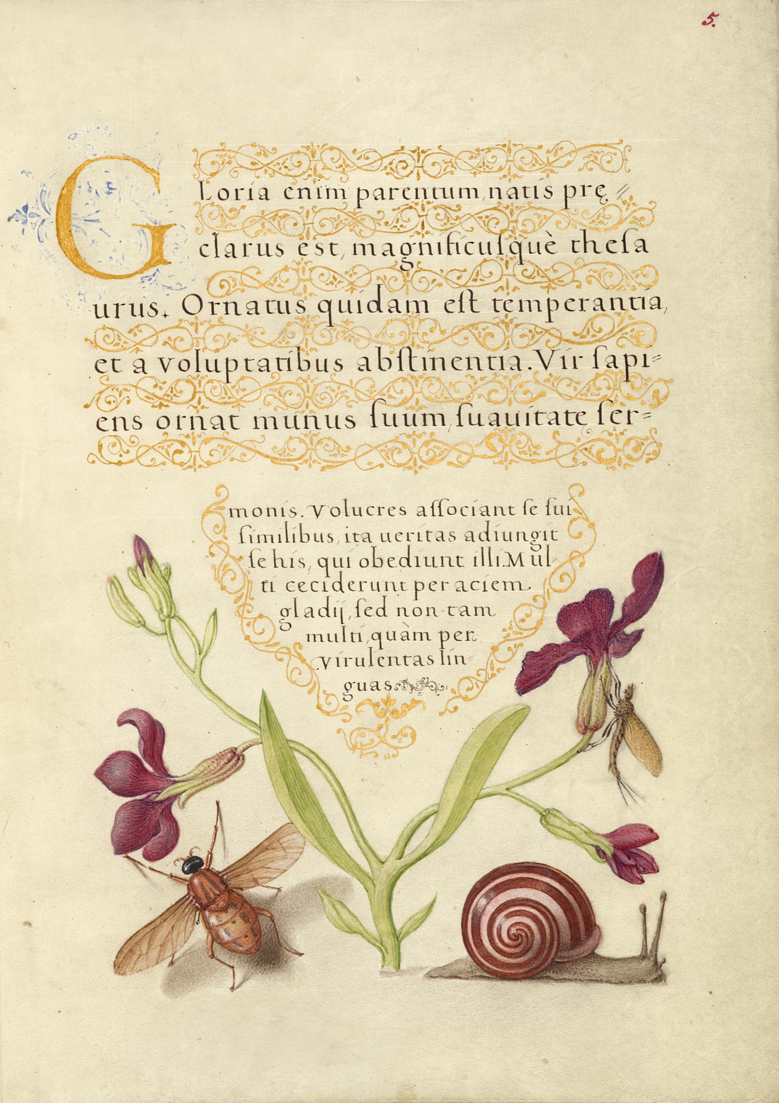 Gillyflower, Mayfly, Fly, and Snail — Joris Hoefnagel (Illuminator); Georg Bocskay (Scribe)