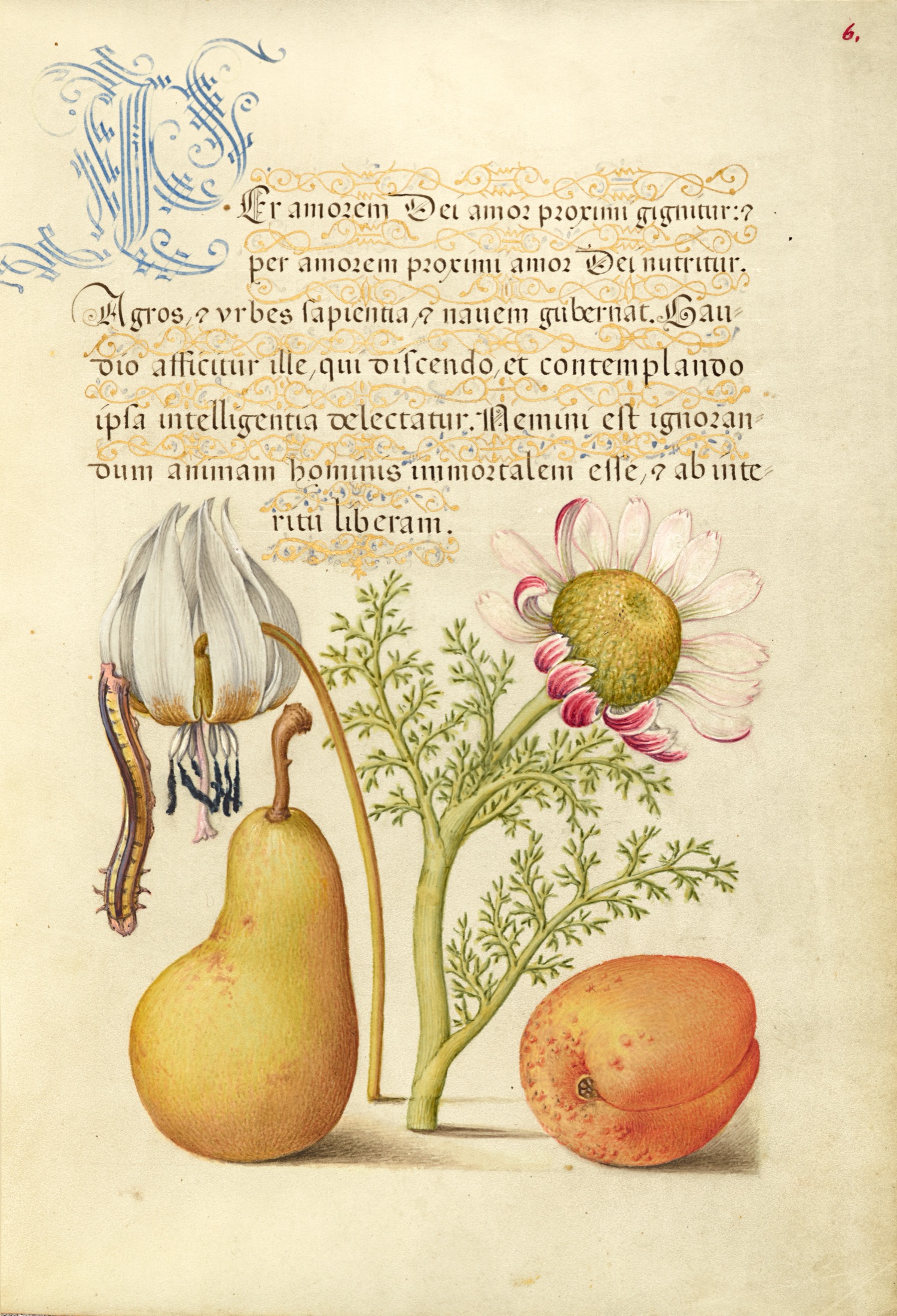 Caterpillar, Dog-Tooth Violet, Pear, and Apricot — Joris Hoefnagel (Illuminator); Georg Bocskay (Scribe)