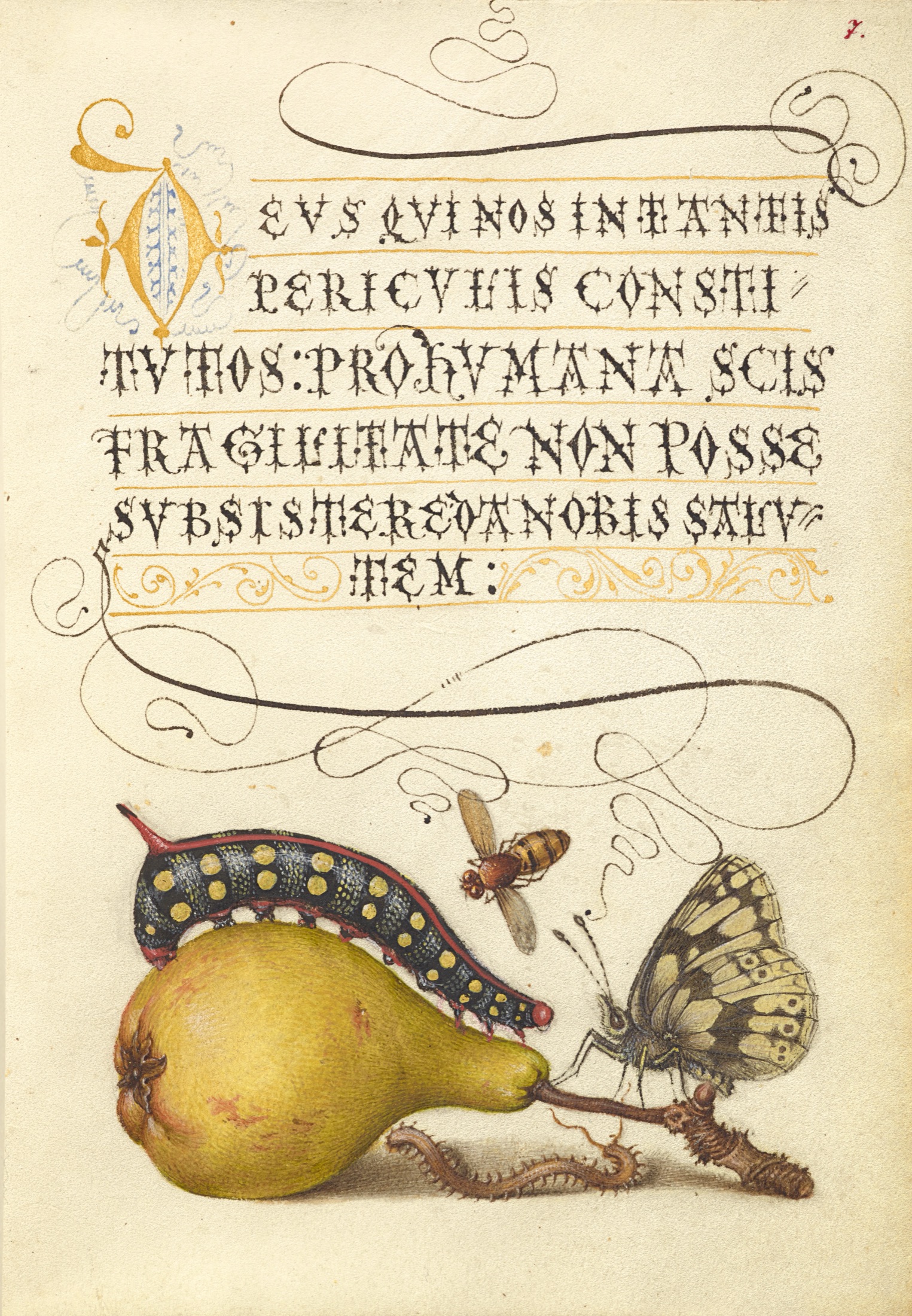 Fly, Caterpillar, Pear, and Centipede — Joris Hoefnagel (Illuminator); Georg Bocskay (Scribe)