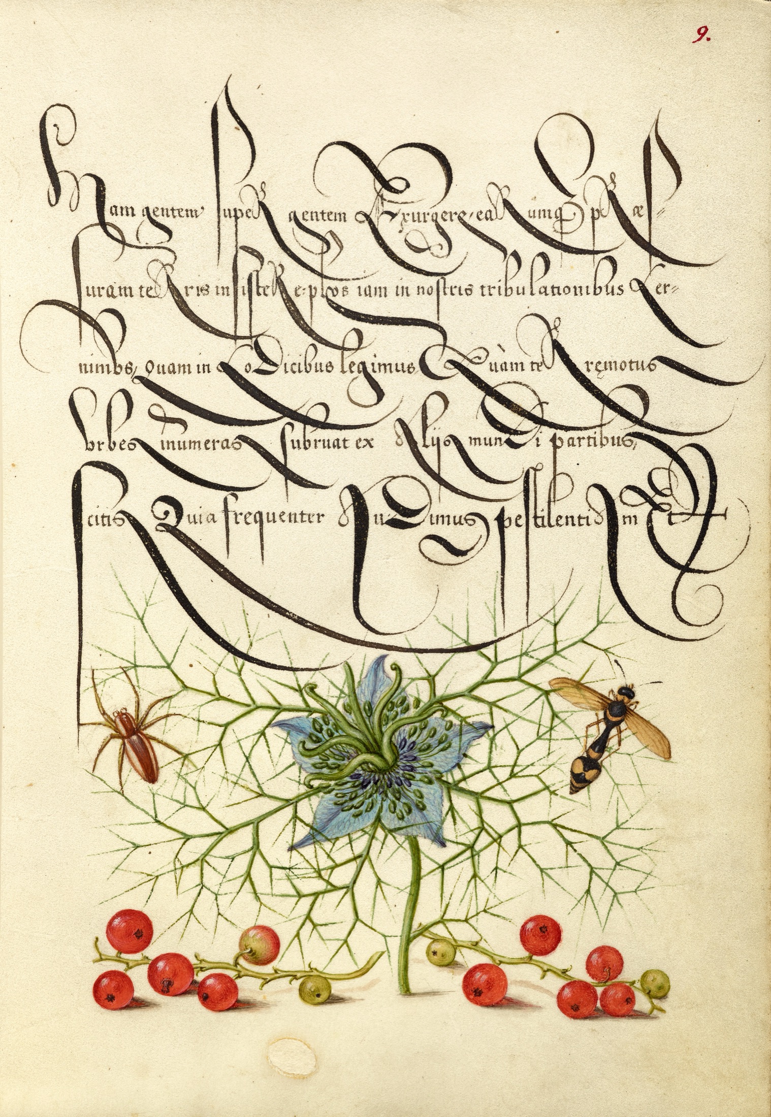 Spider, Love-in-a-Mist, Potter Wasp, and Red Currant — Joris Hoefnagel (Illuminator); Georg Bocskay (Scribe)