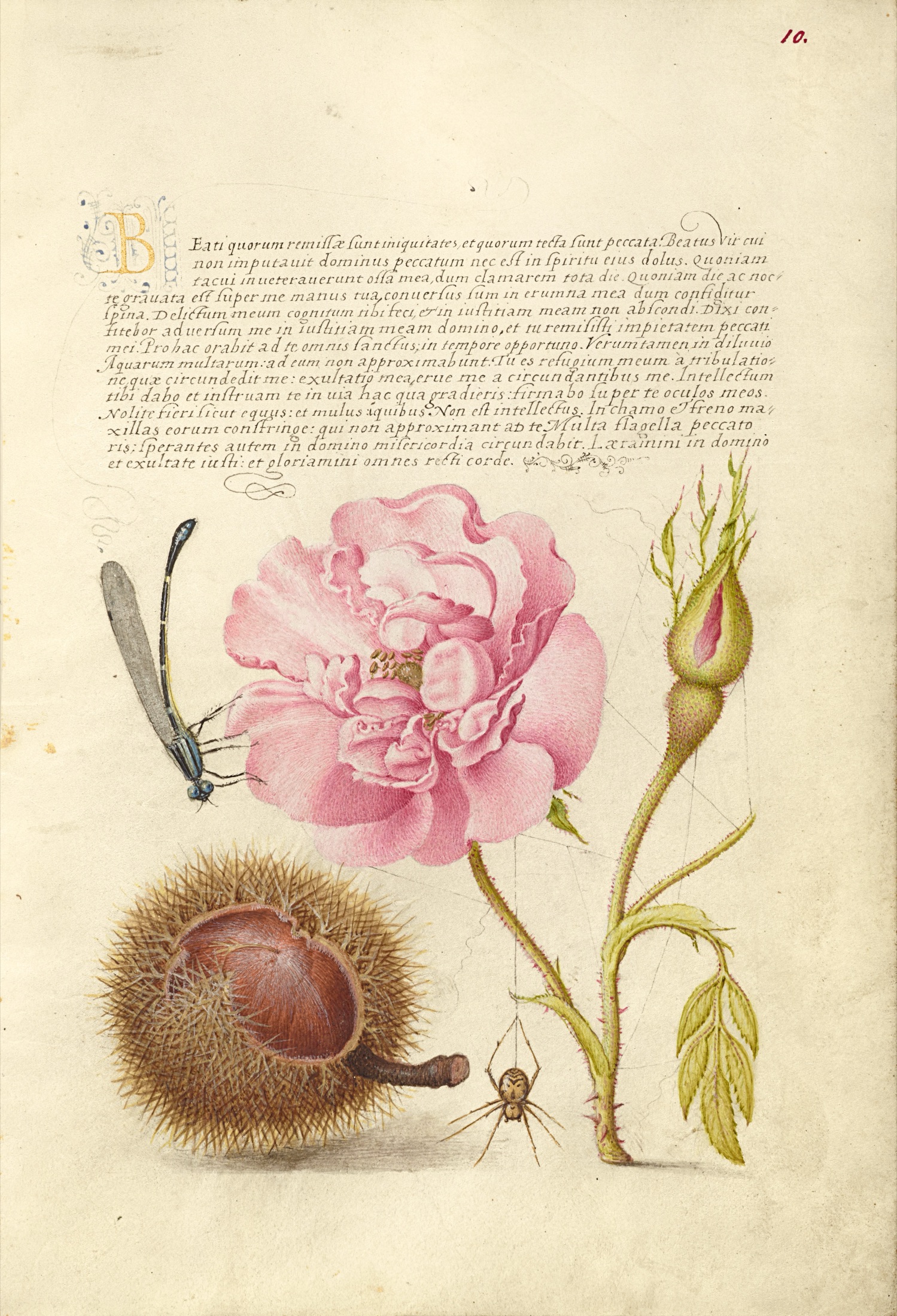 Damselfly, French Rose, Spanish Chestnut, and Spider — Joris Hoefnagel (Illuminator); Georg Bocskay (Scribe)