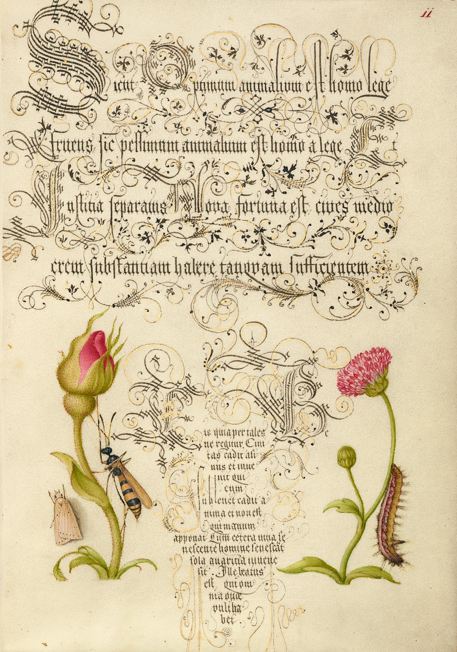 Wainscot, French Rose, Wasplike Insect, English Daisy, and Caterpillar — Joris Hoefnagel (Illuminator); Georg Bocskay (Scribe)