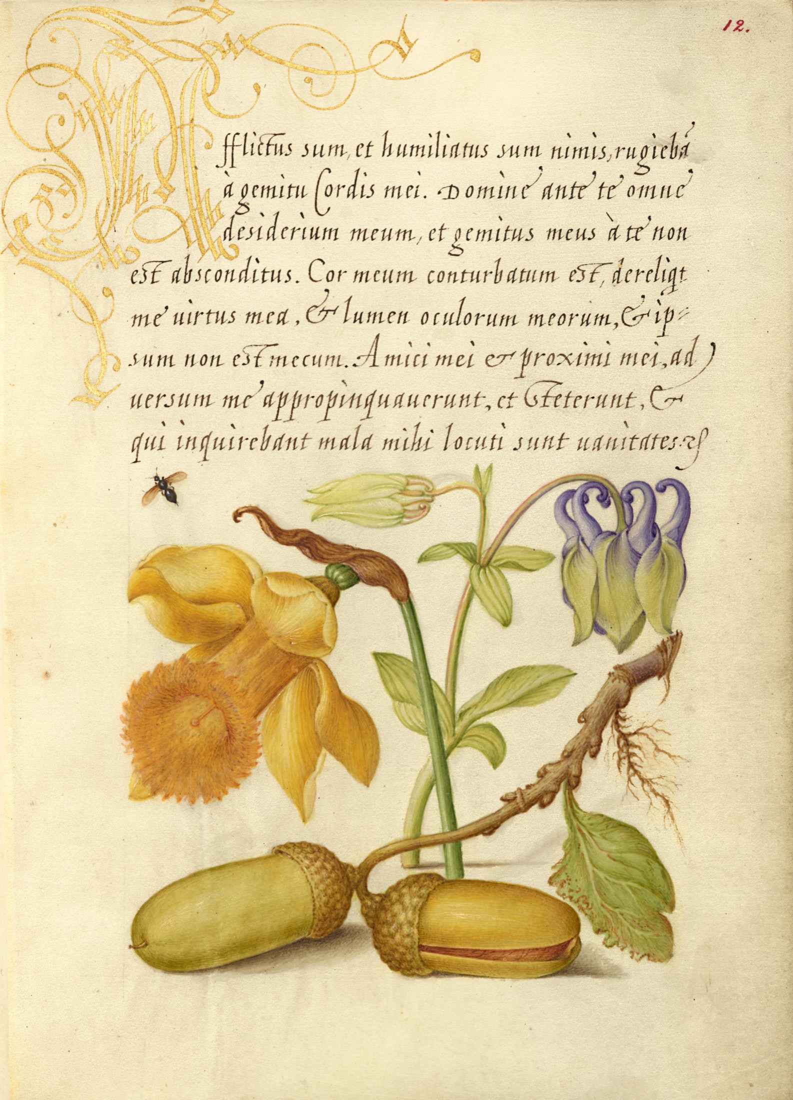 Insect, Daffodil, European Columbine, and English Oak Acorns — Joris Hoefnagel (Illuminator); Georg Bocskay (Scribe)