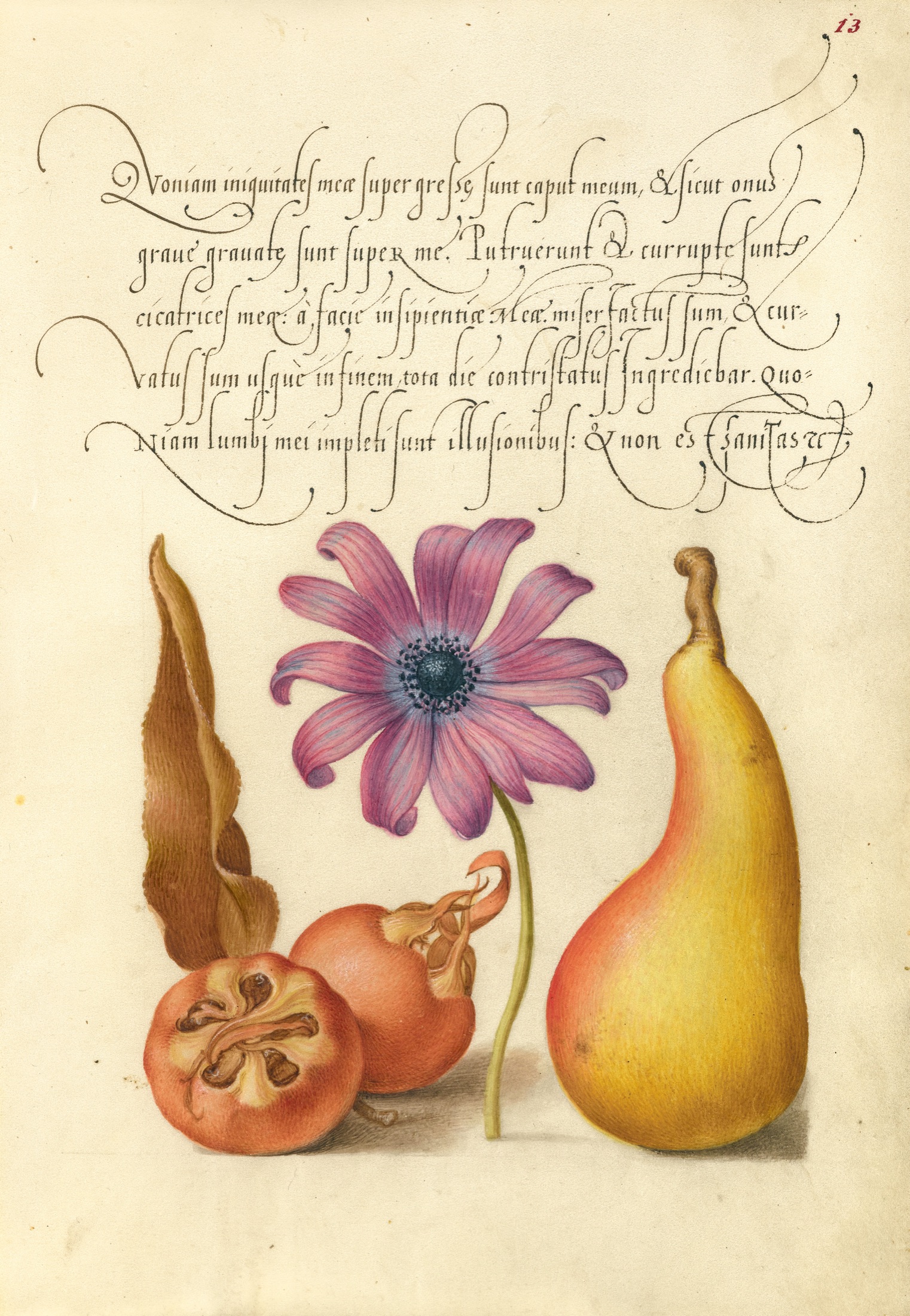 Medlar, Poppy Anemone, and Pear — Joris Hoefnagel (Illuminator); Georg Bocskay (Scribe)