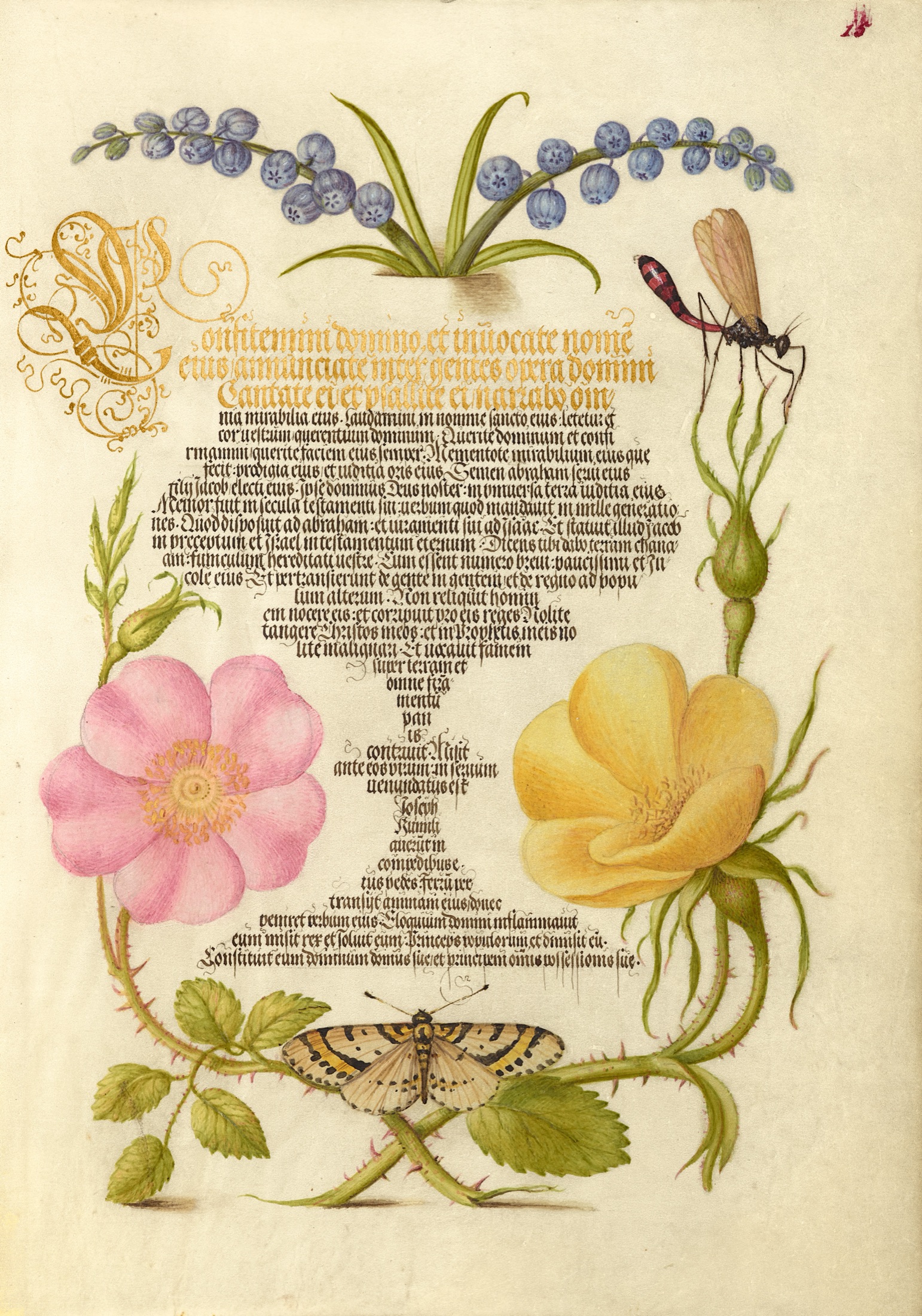 Grape Hyacinth, Wasplike Insect, Eglantine, Austrian Brier, and Magpie Moth — Joris Hoefnagel (Illuminator); Georg Bocskay (Scribe)