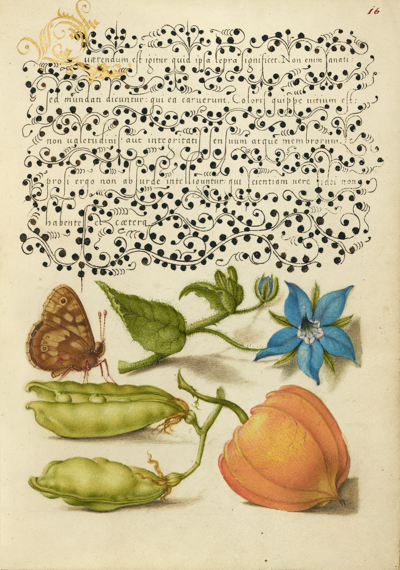 Speckled Wood, Talewort, Garden Pea, and Lantern Plant — Joris Hoefnagel (Illuminator); Georg Bocskay (Scribe)