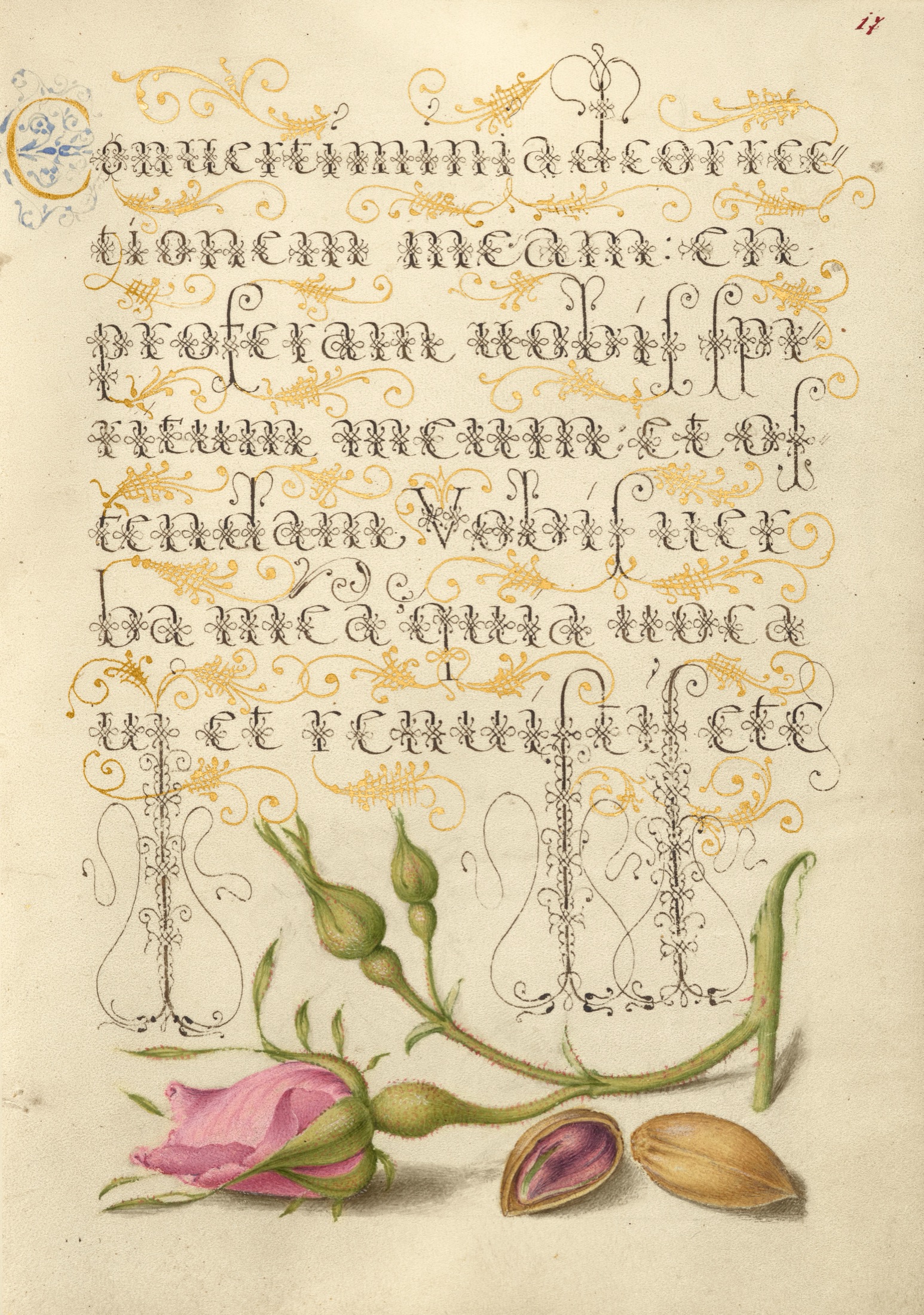 French Rose and Pistachio — Joris Hoefnagel (Illuminator); Georg Bocskay (Scribe)