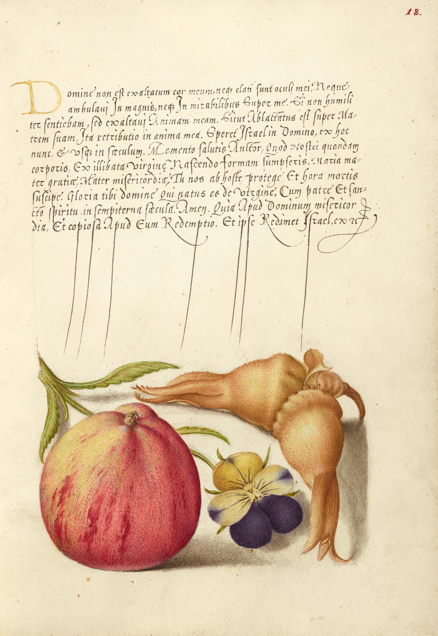 Common Apple, European Wild Pansy, and Giant Filbert — Joris Hoefnagel (Illuminator); Georg Bocskay (Scribe)