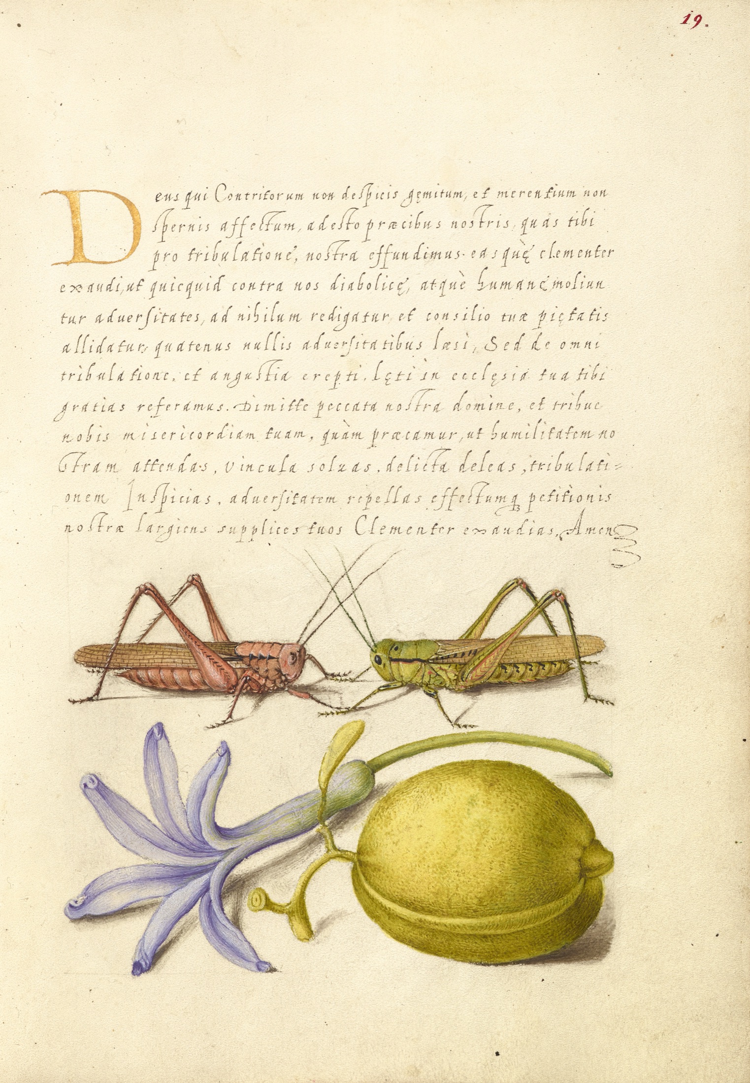 Wart-Biter, Grasshopper, Hyacinth, and Almond — Joris Hoefnagel (Illuminator); Georg Bocskay (Scribe)