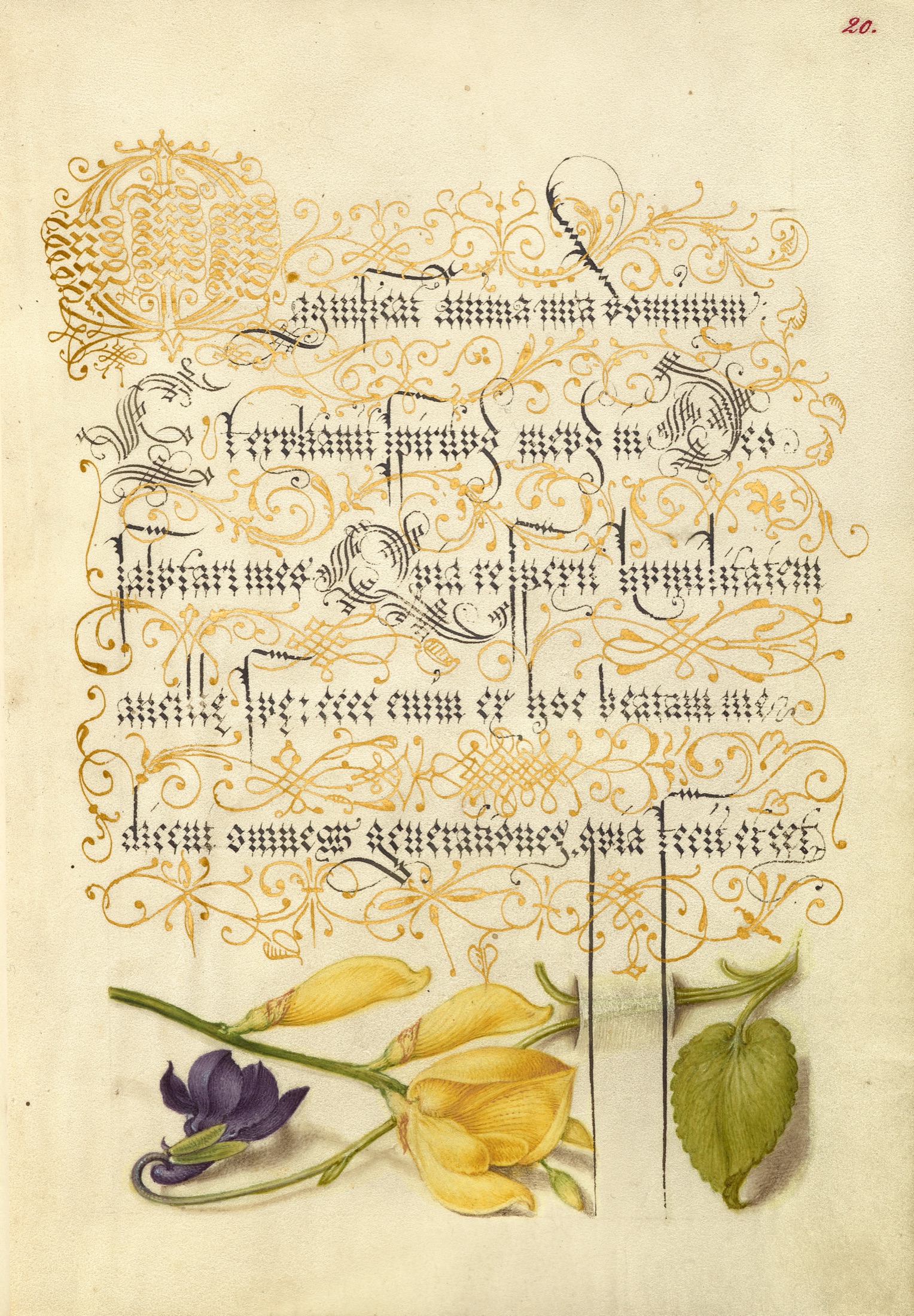 Sweet Violet and Spanish Broom — Joris Hoefnagel (Illuminator); Georg Bocskay (Scribe)