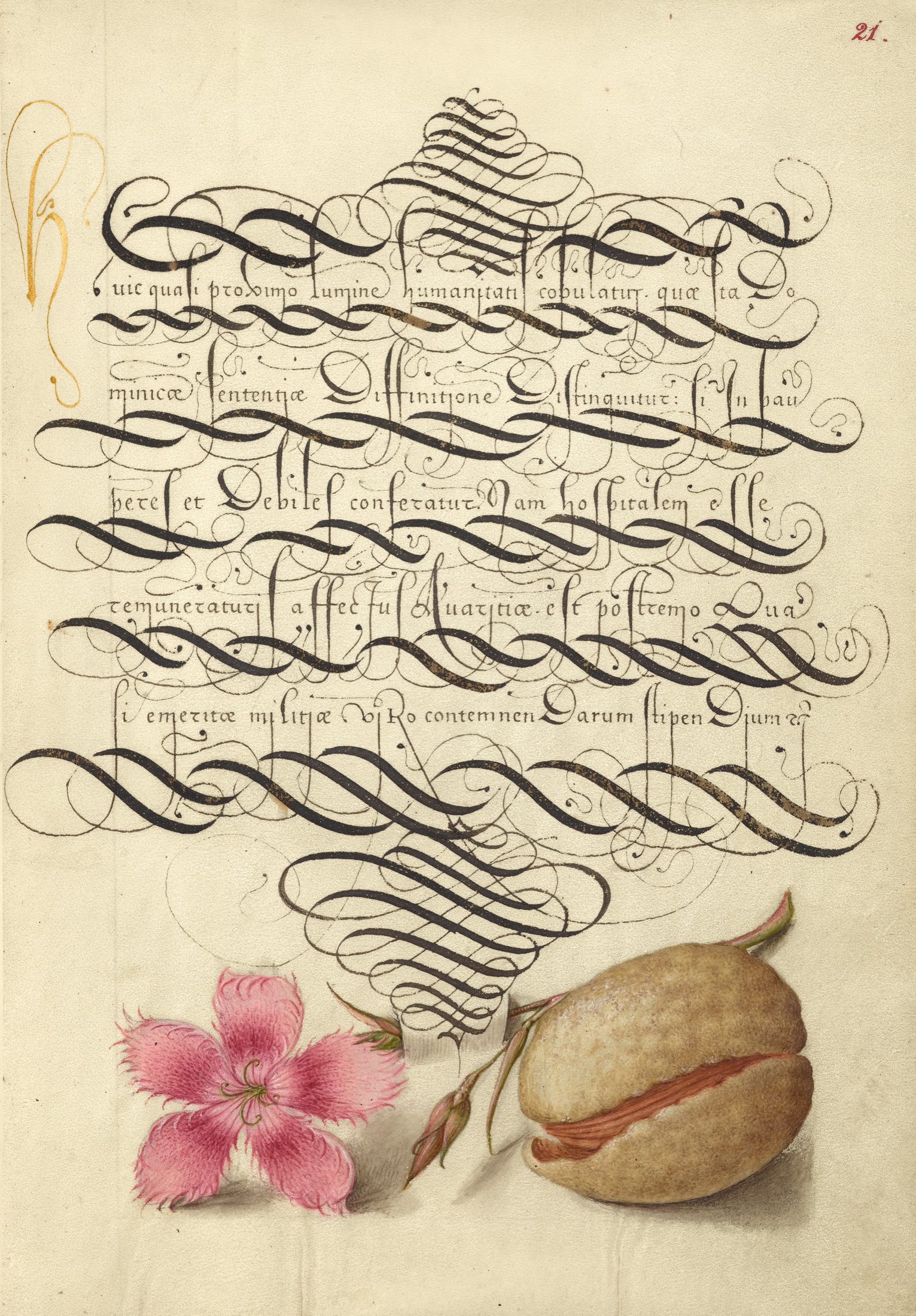 Dianthus and Almond — Joris Hoefnagel (Illuminator); Georg Bocskay (Scribe)