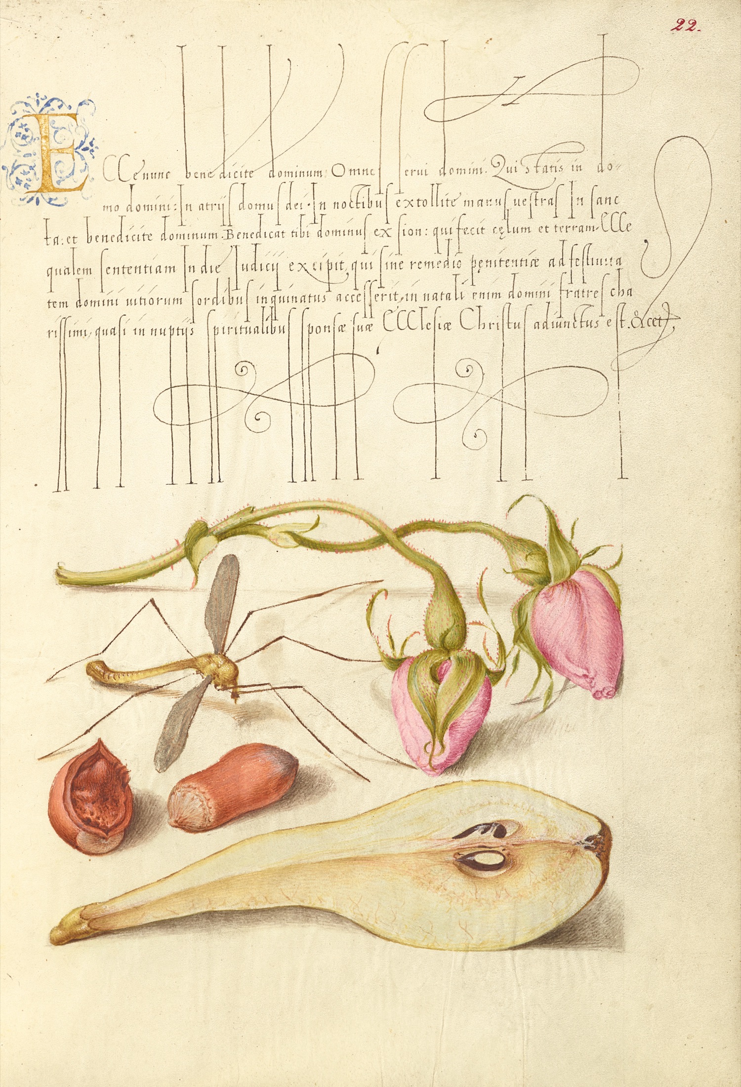 French Rose, Crane Fly, European Filbert, and Common Pear — Joris Hoefnagel (Illuminator); Georg Bocskay (Scribe)