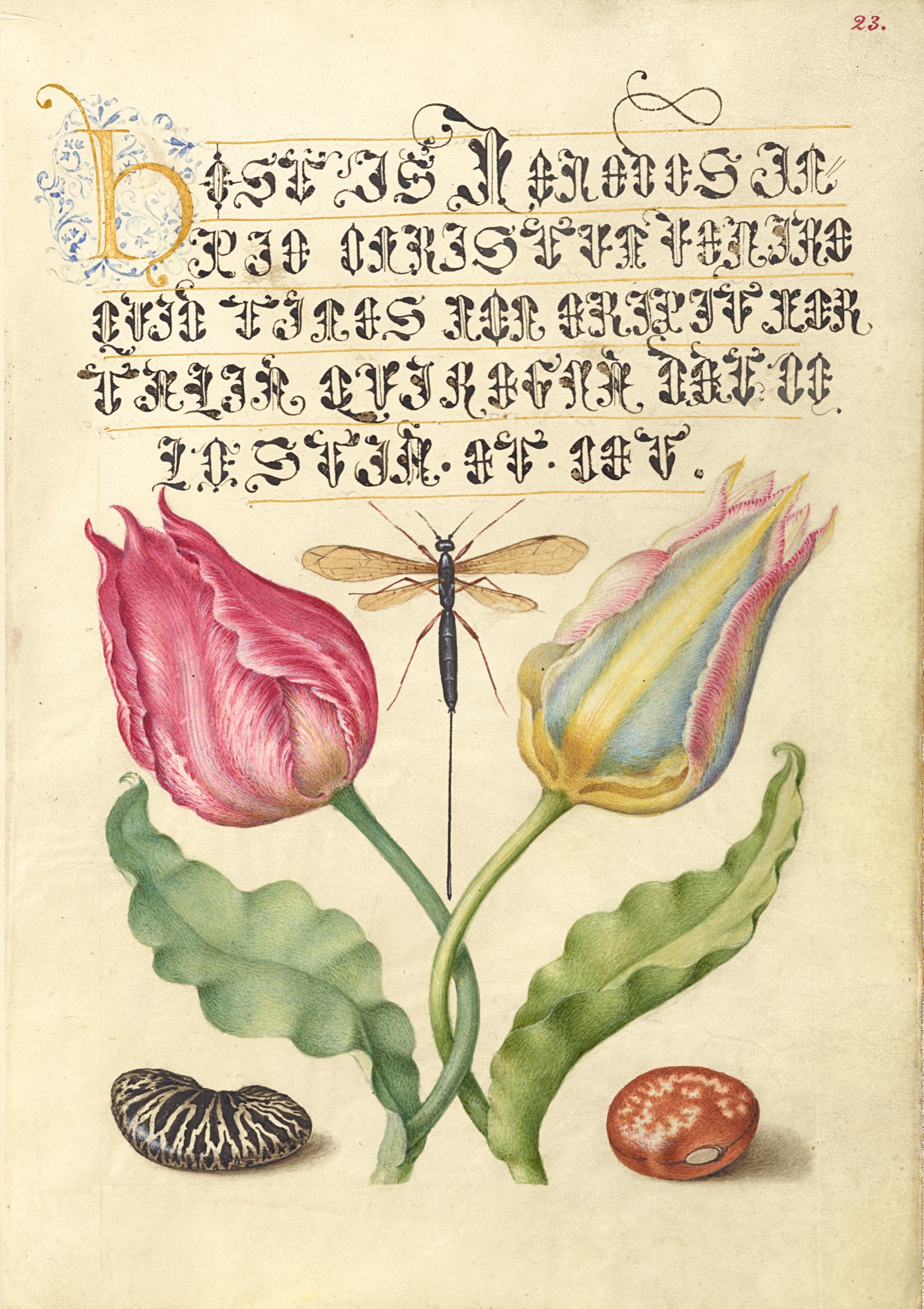 Gesner'sTulip, Ichneumon Fly, Kidney Bean, and Scarlet Runner Bean — Joris Hoefnagel (Illuminator); Georg Bocskay (Scribe)