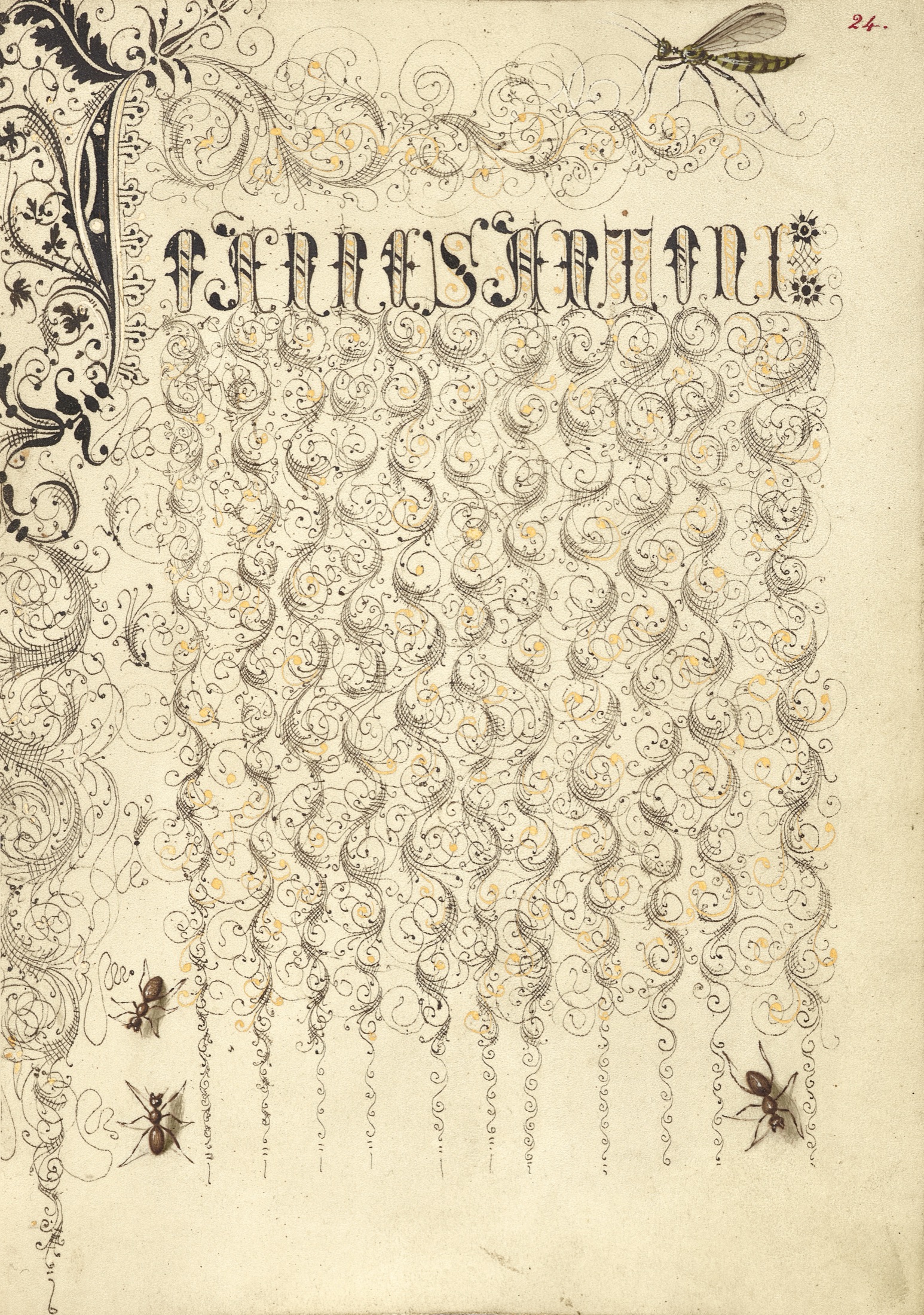 Crane Fly and Ants — Joris Hoefnagel (Illuminator); Georg Bocskay (Scribe)