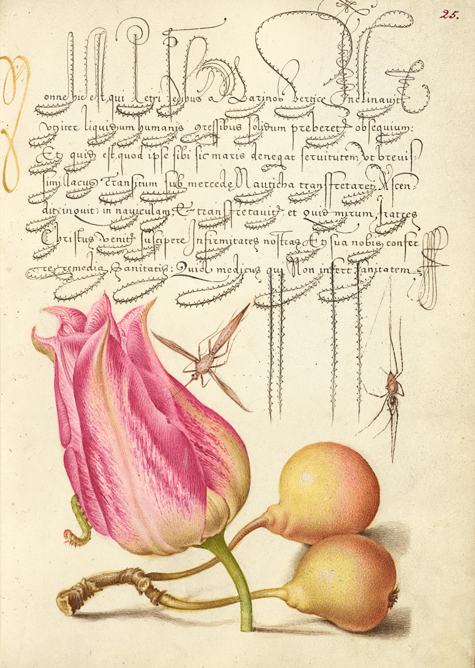 Imaginary Insect, Tulip, Spider, and Common Pear — Joris Hoefnagel (Illuminator); Georg Bocskay (Scribe)