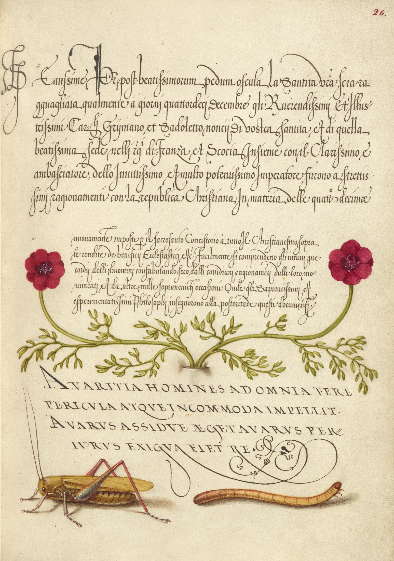 Pheasant's-Eye, Cricket or Grasshopper, and Wireworm — Joris Hoefnagel (Illuminator); Georg Bocskay (Scribe)