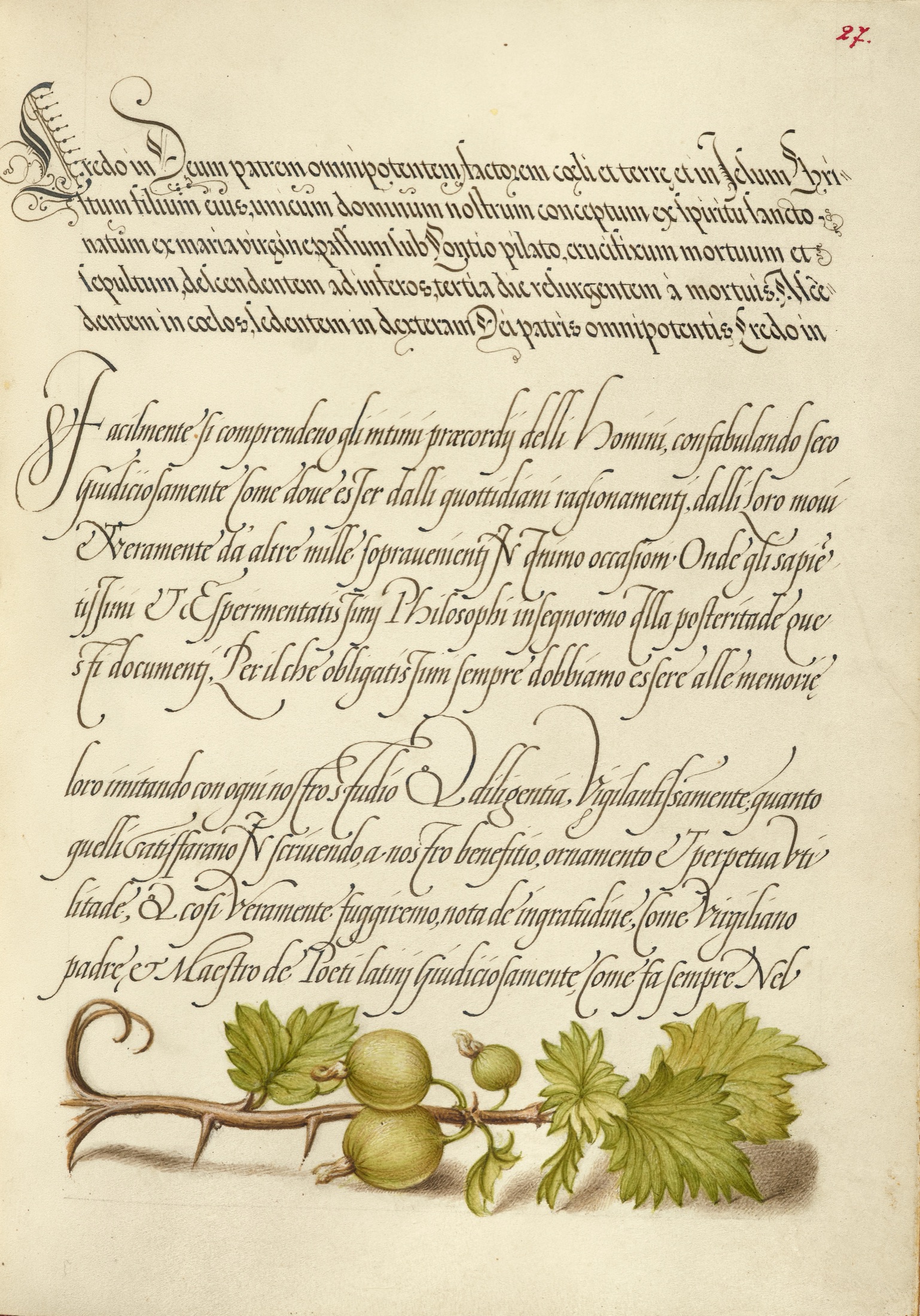 European Currant — Joris Hoefnagel (Illuminator); Georg Bocskay (Scribe)