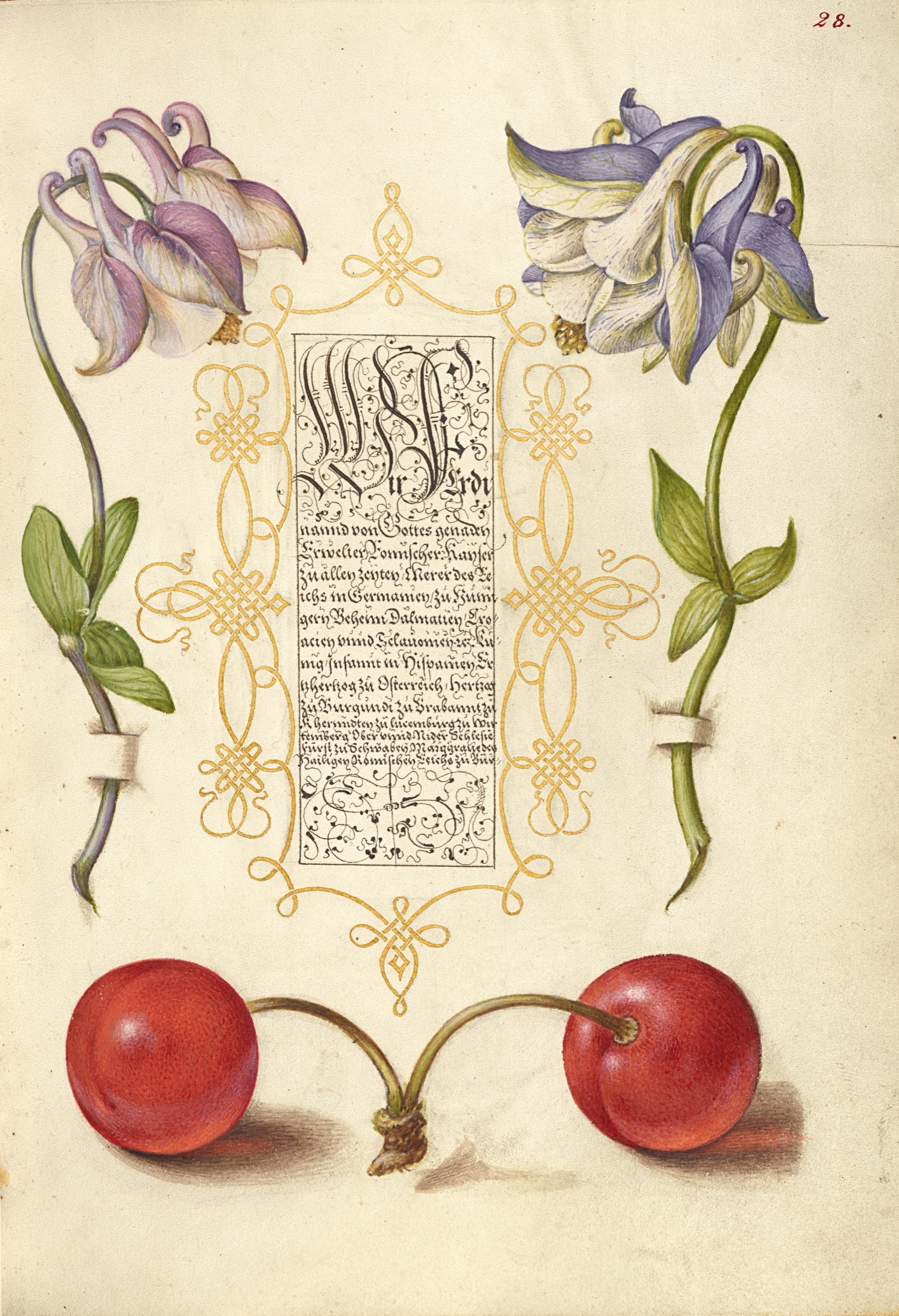 European Columbines and Sweet Cherry — Joris Hoefnagel (Illuminator); Georg Bocskay (Scribe)