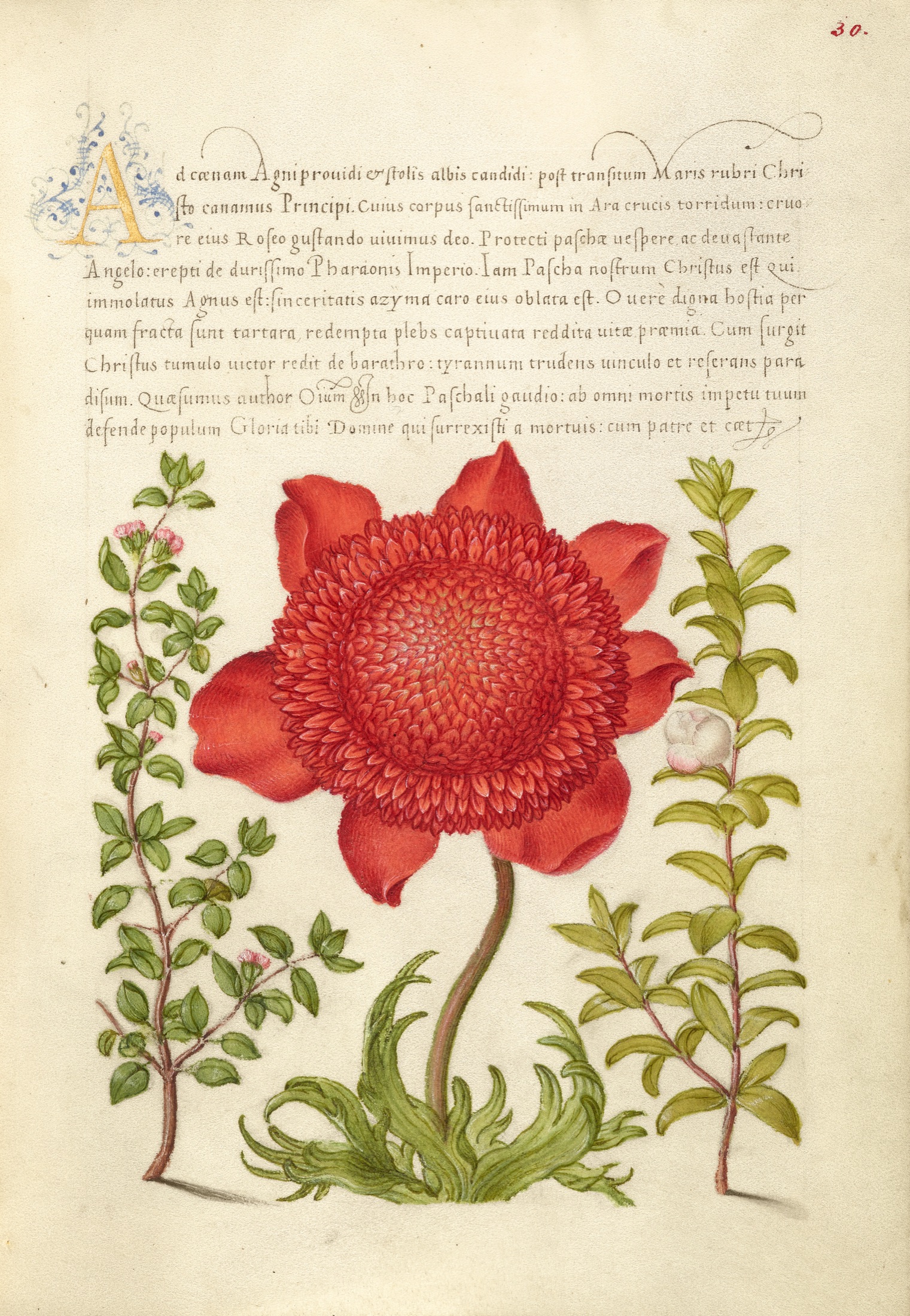 Basil Thyme, Poppy Anemone, and Myrtle — Joris Hoefnagel (Illuminator); Georg Bocskay (Scribe)