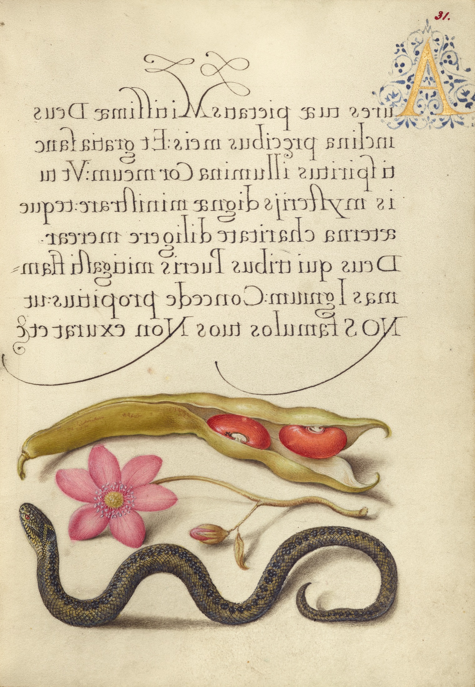 Kidney Bean, Poppy Anemone, and Adder — Joris Hoefnagel (Illuminator); Georg Bocskay (Scribe)