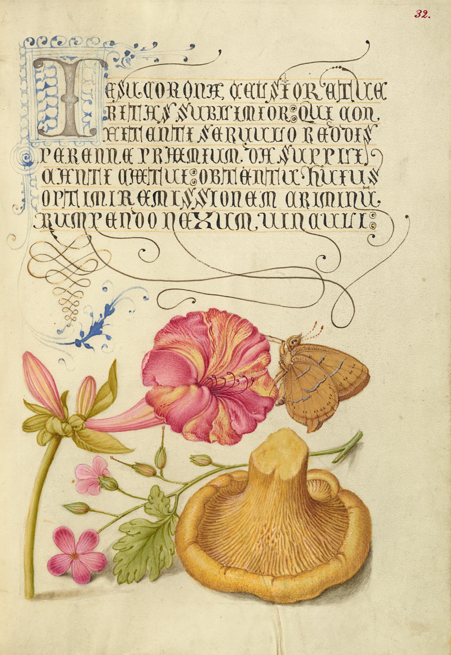 Four-o'Clock, Brown Hairstreak, Herb Robert, and Chanterelle — Joris Hoefnagel (Illuminator); Georg Bocskay (Scribe)